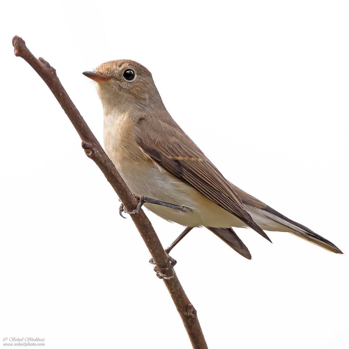 Flycatcher