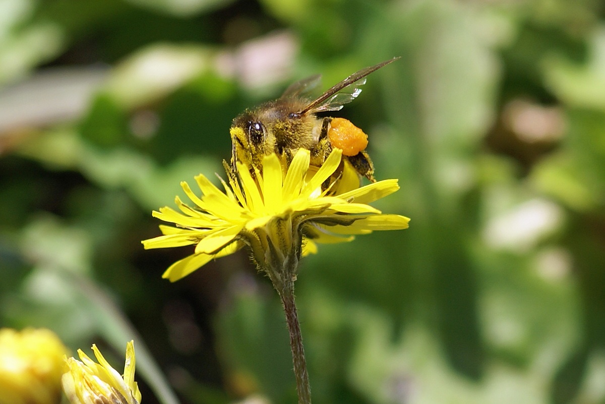 Bee on flower
