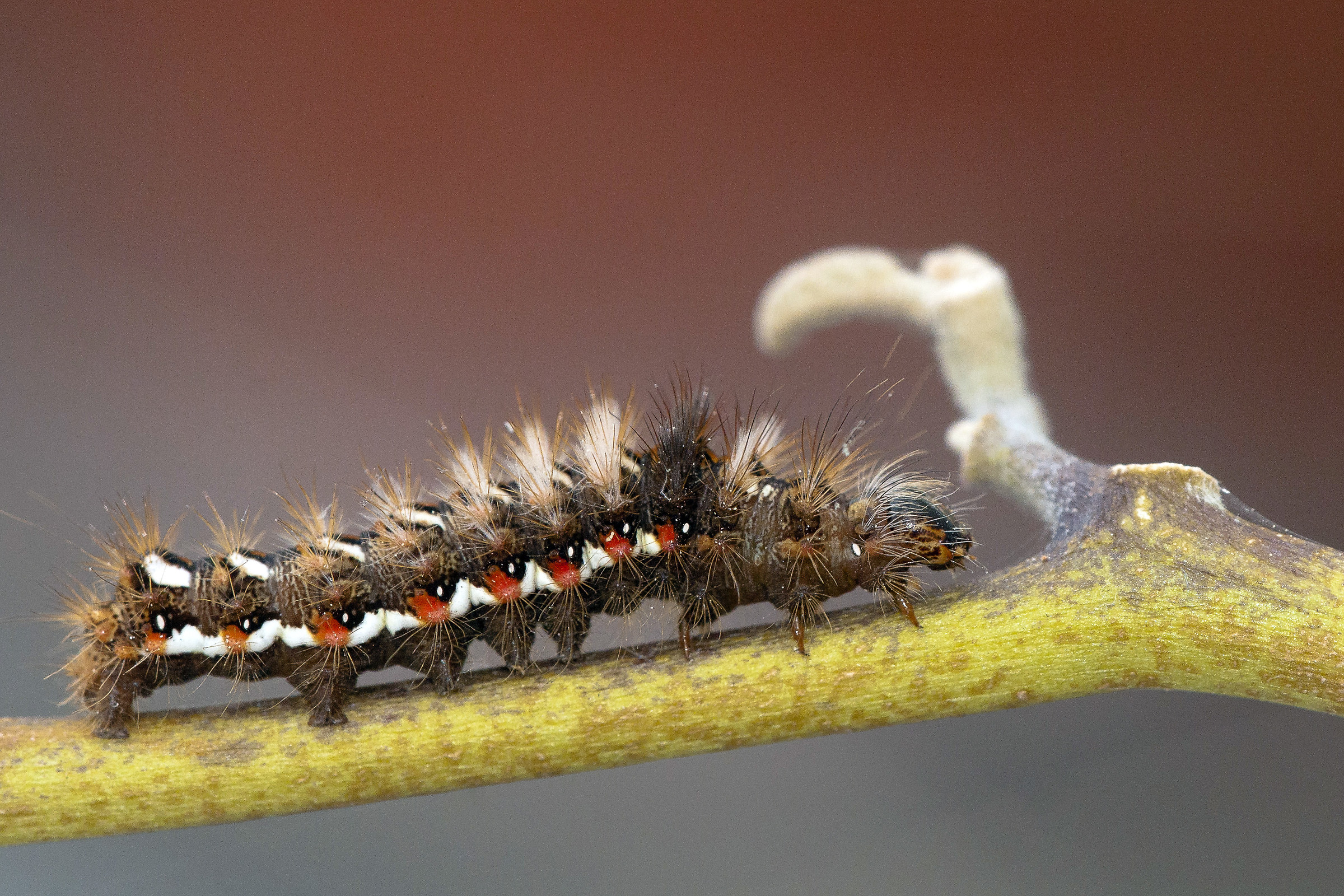 Brown-bellied Bombice (Euproctis chrysorrhoea)