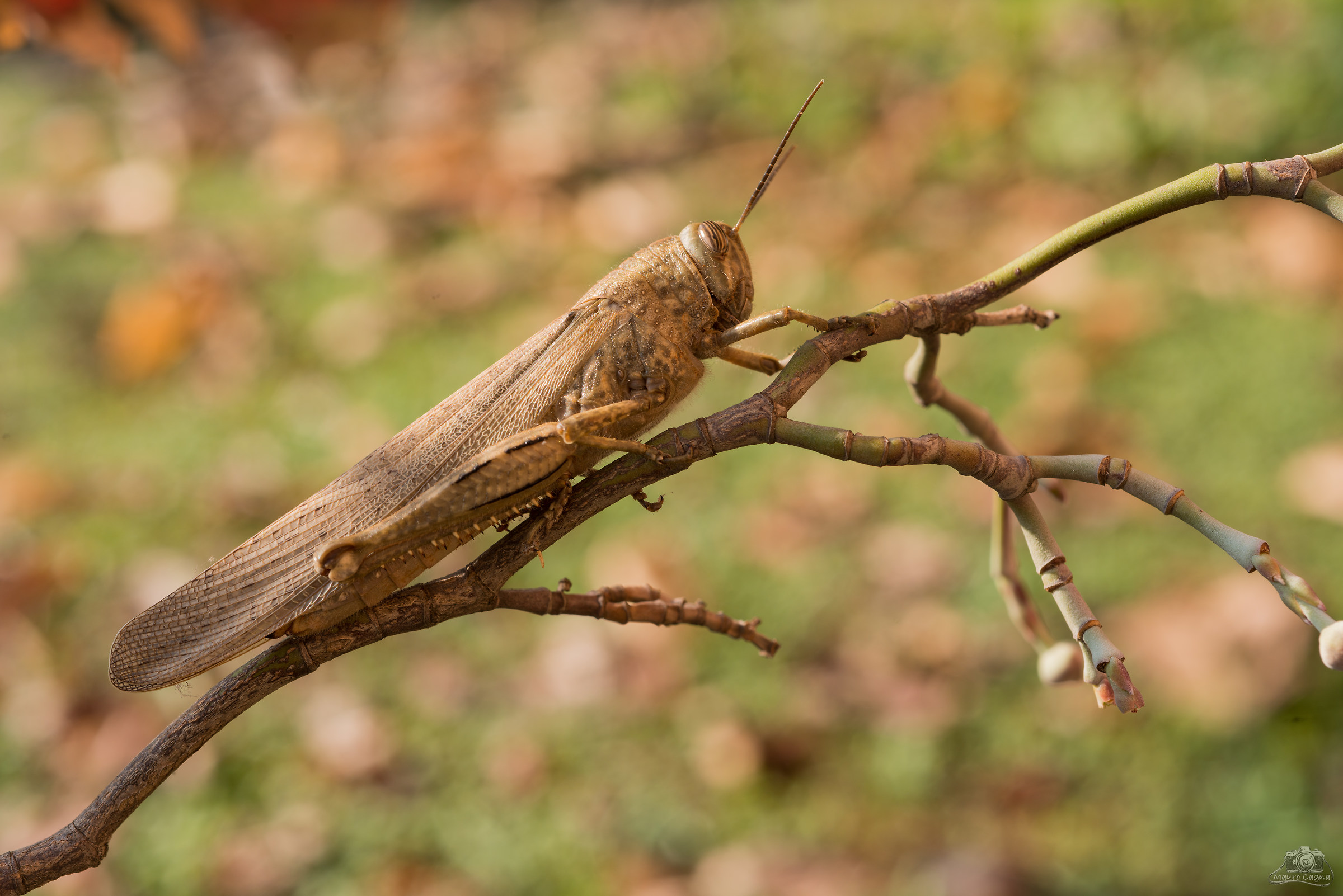 Cavalletta...autunnale
