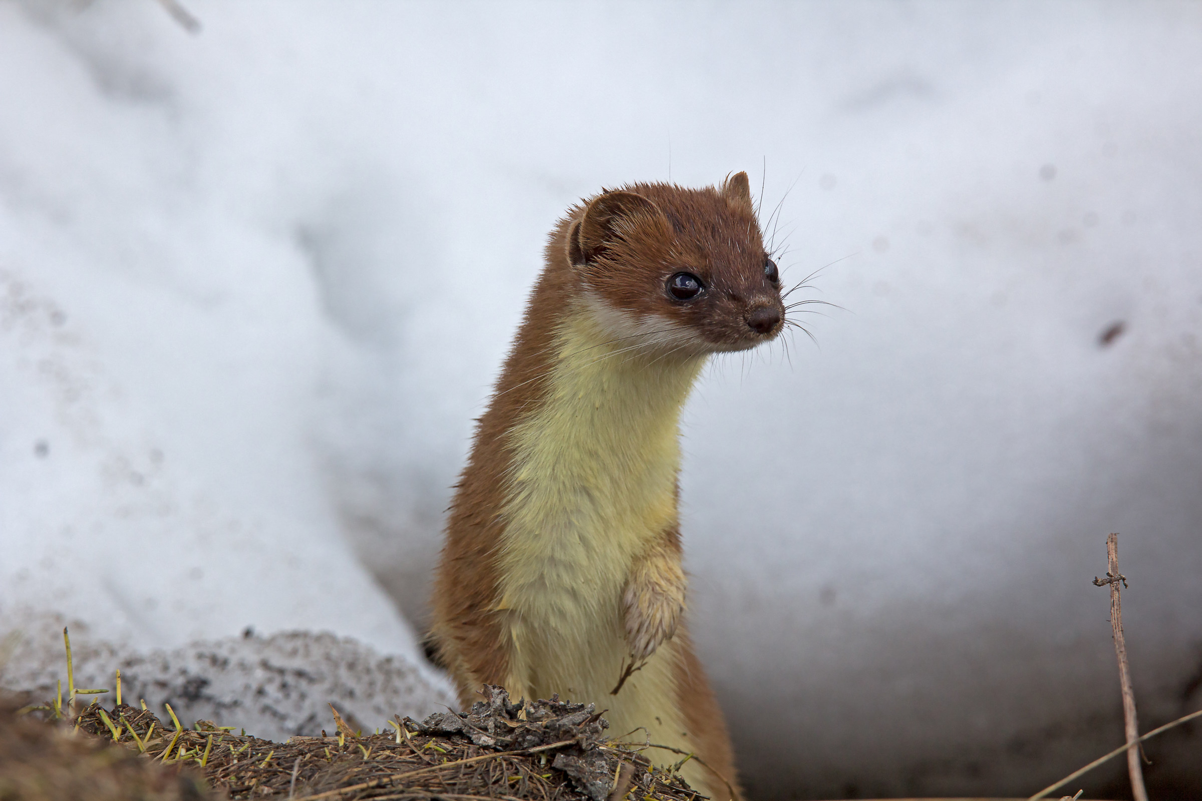 Ermellino primaverile