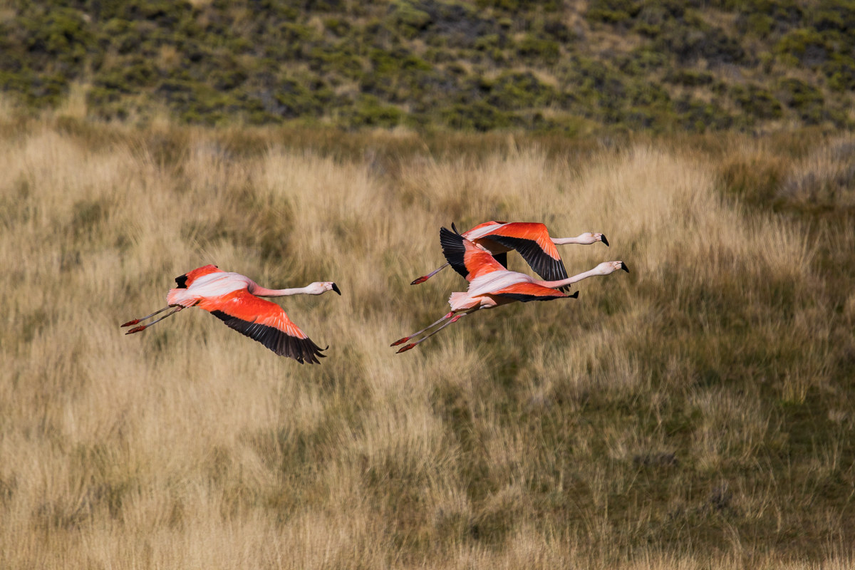 Fenicottero del Cile (Phoenicopterus chilensis )