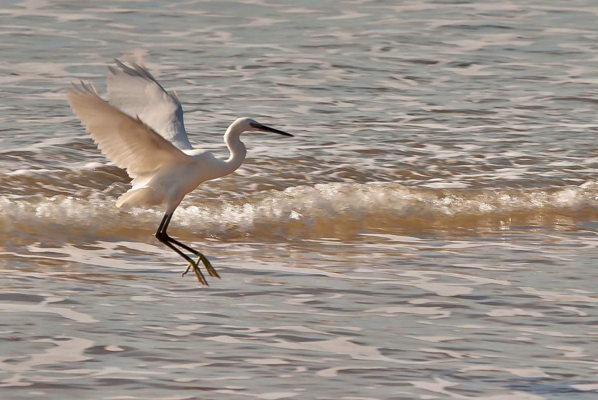 Heron .. in landing!