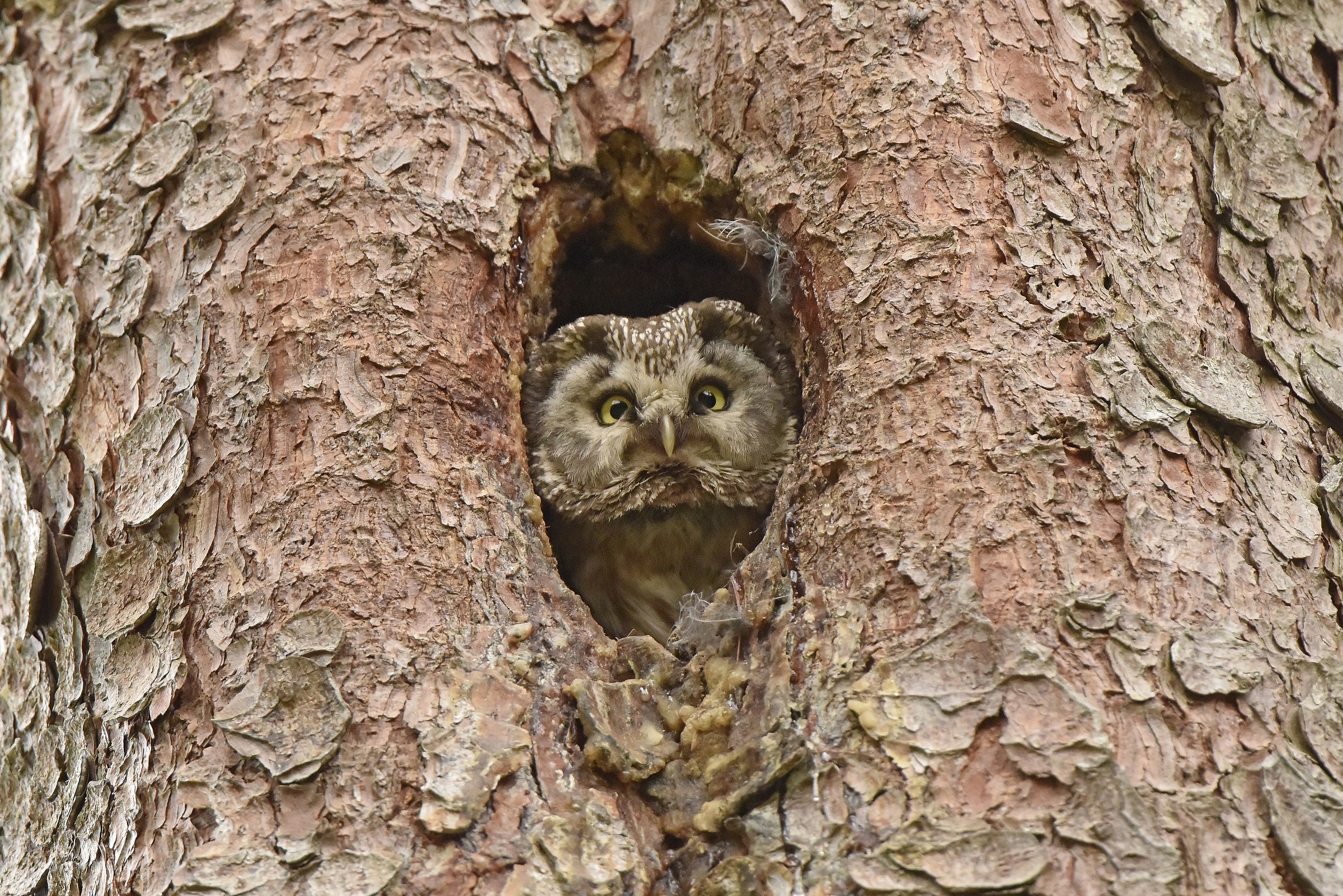 Tengmalm Owl