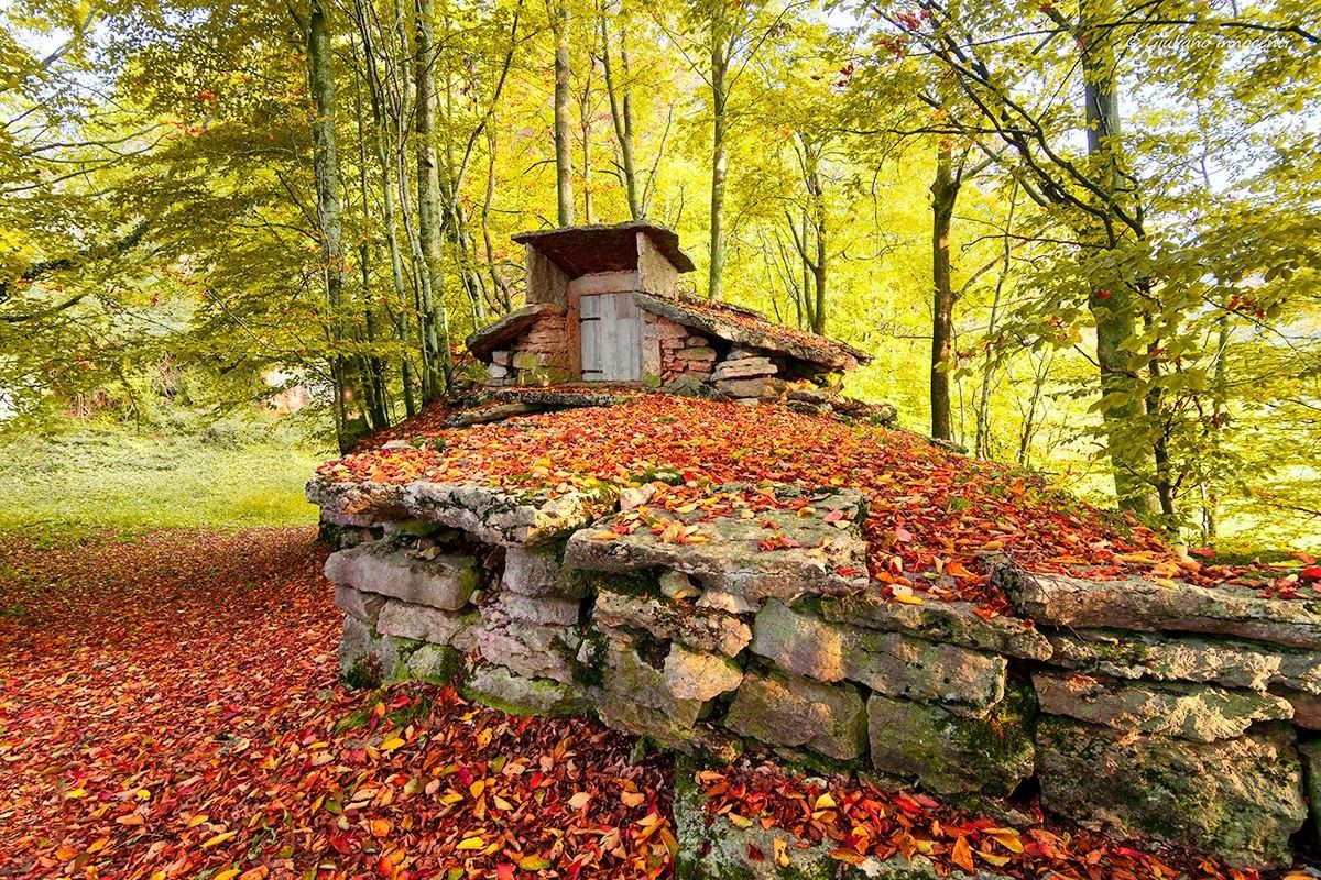 The Giaxara of the modest