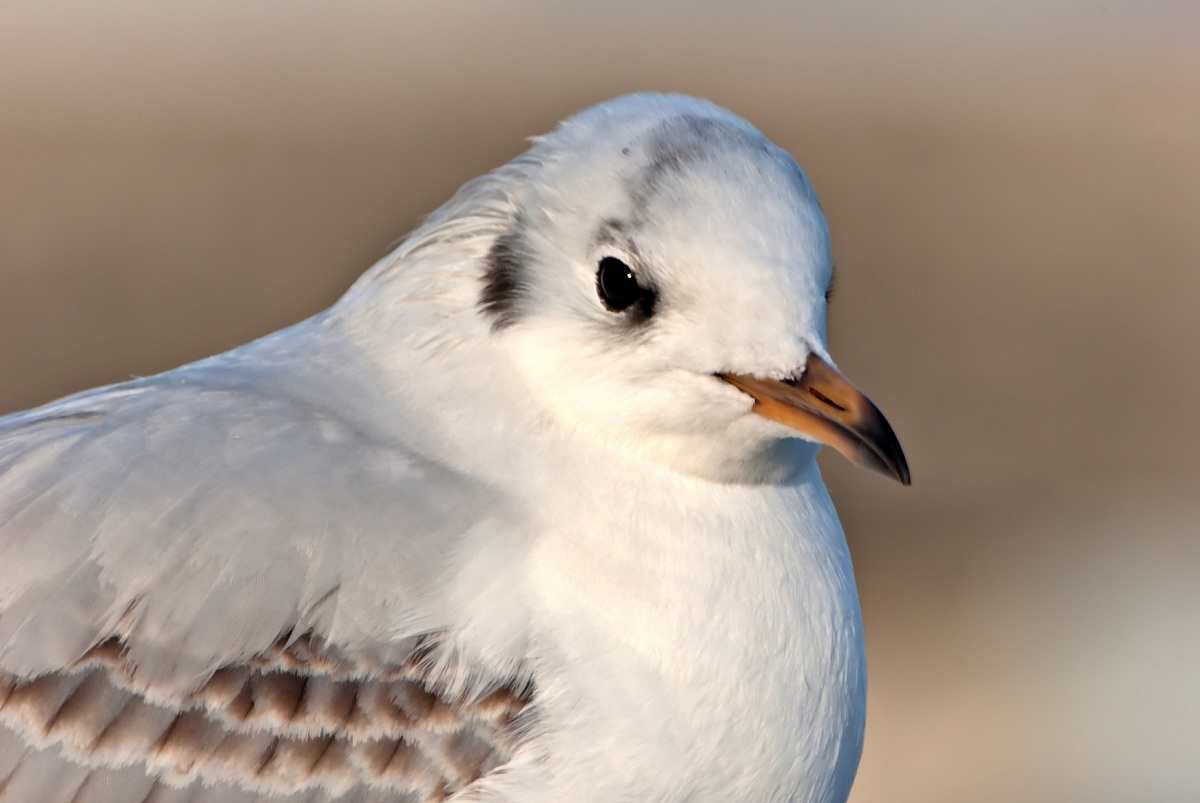 Seagull in the foreground!