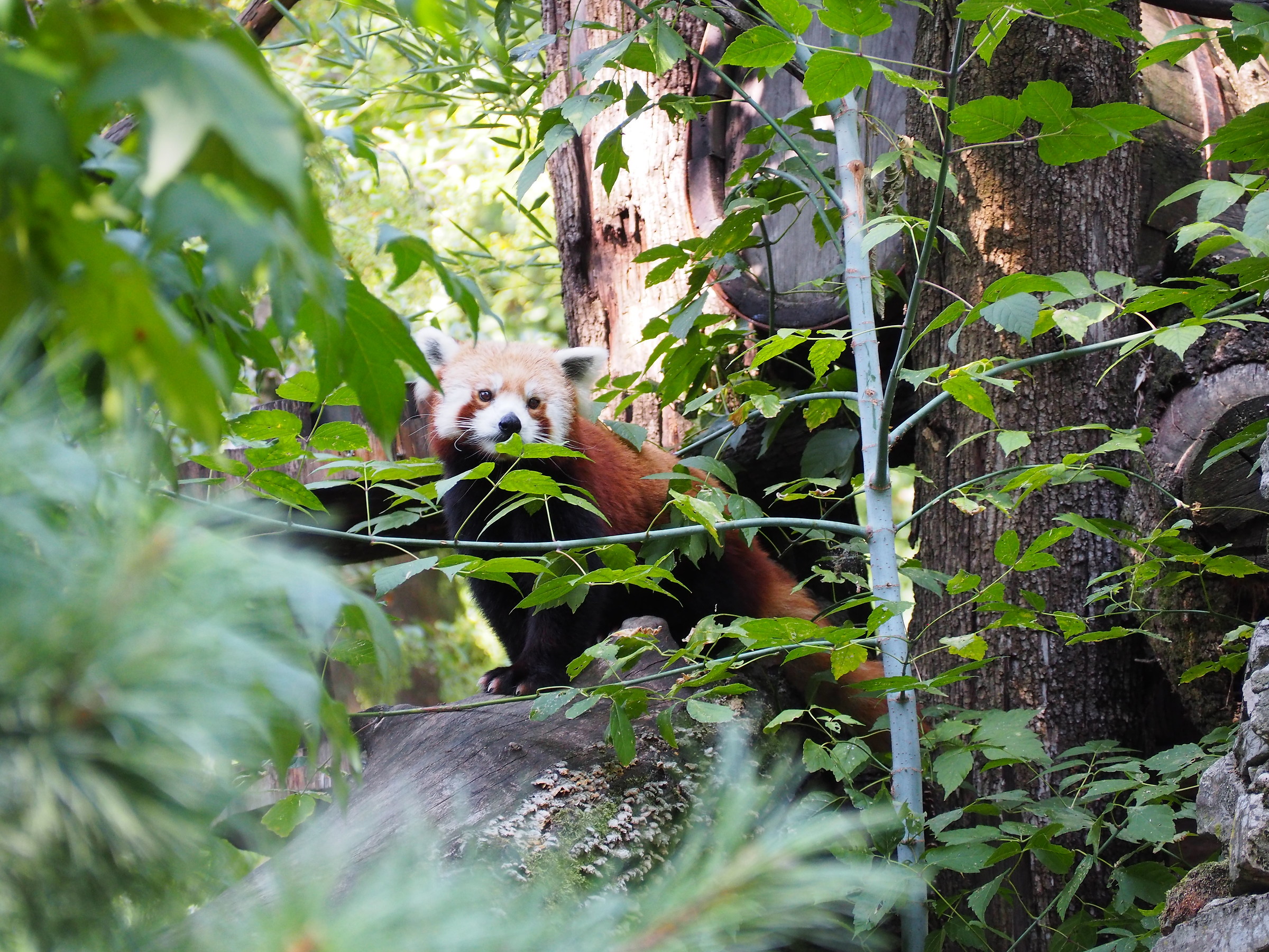 Panda Rosso dell'Himalaya