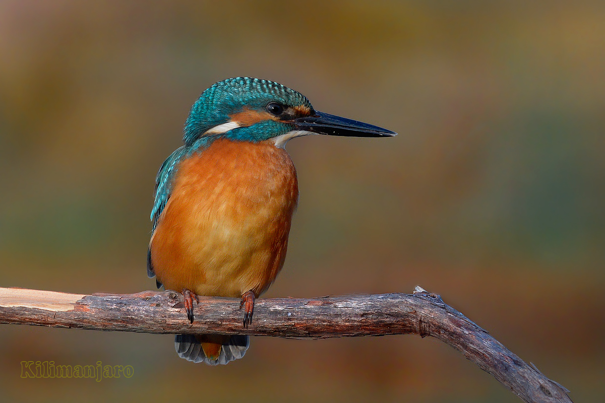 Martin pescatore (Alcedo atthis)