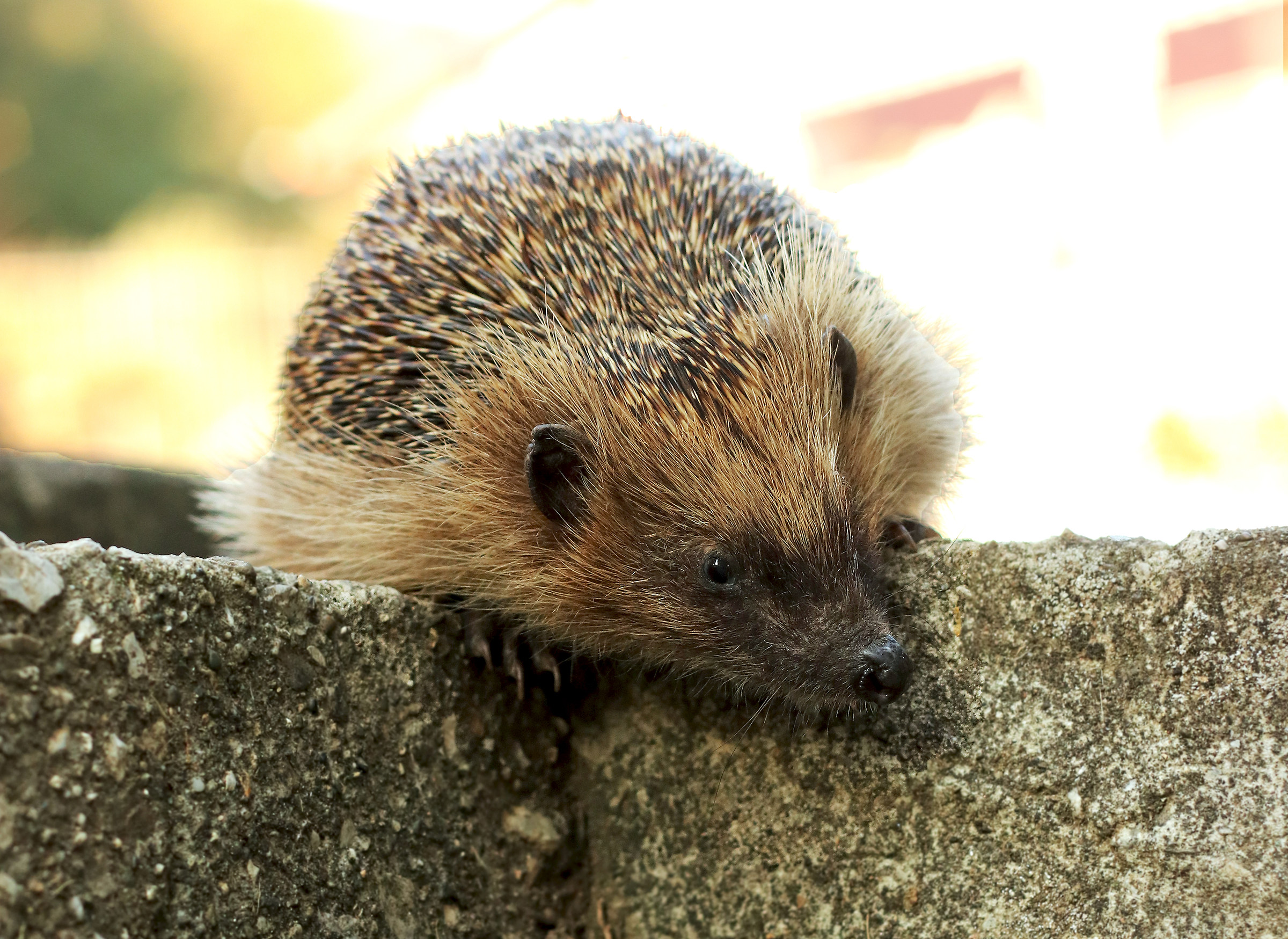 What am I going to do, throw myself?