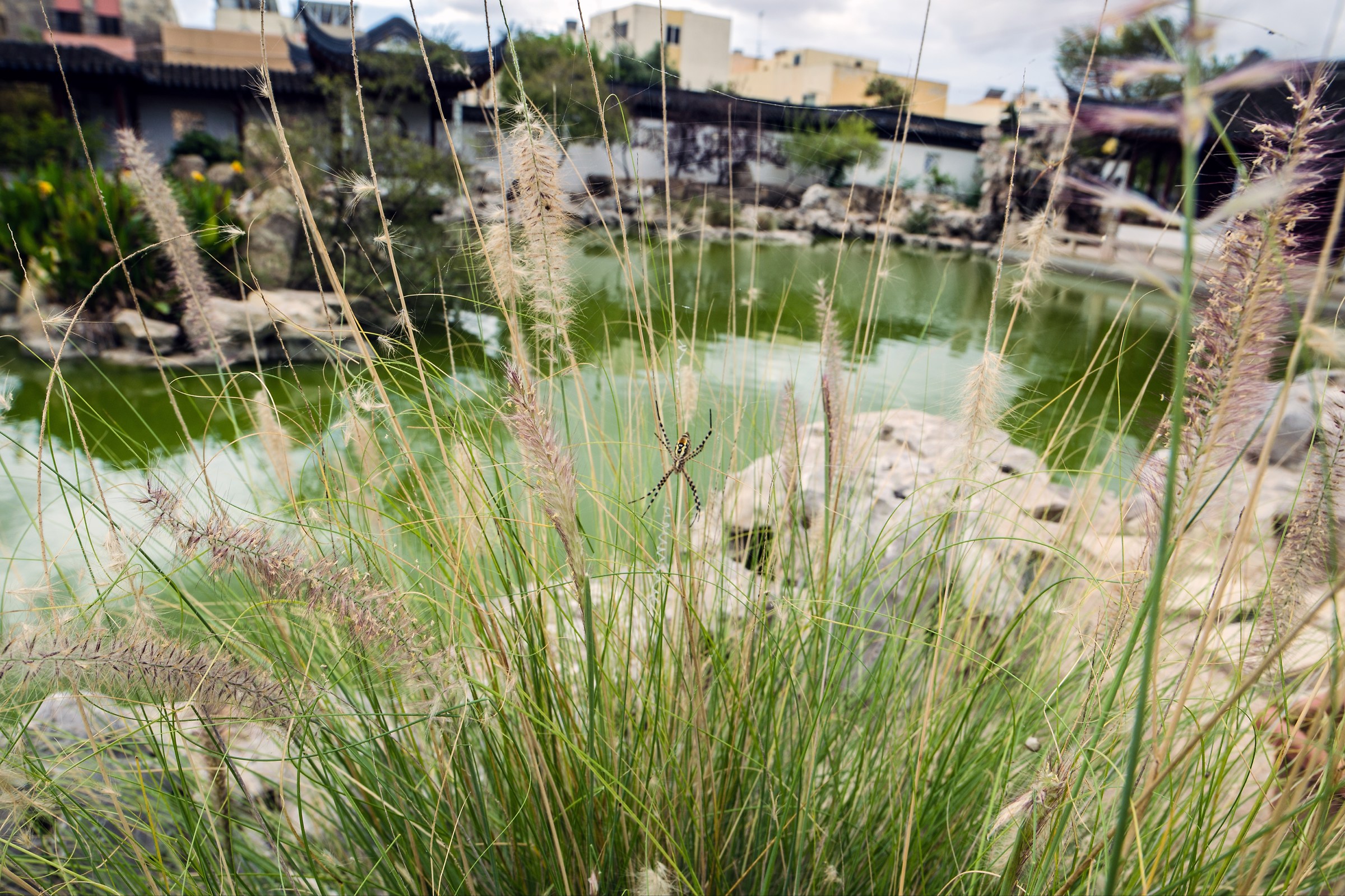 Small details from the magnificent Chinese garden