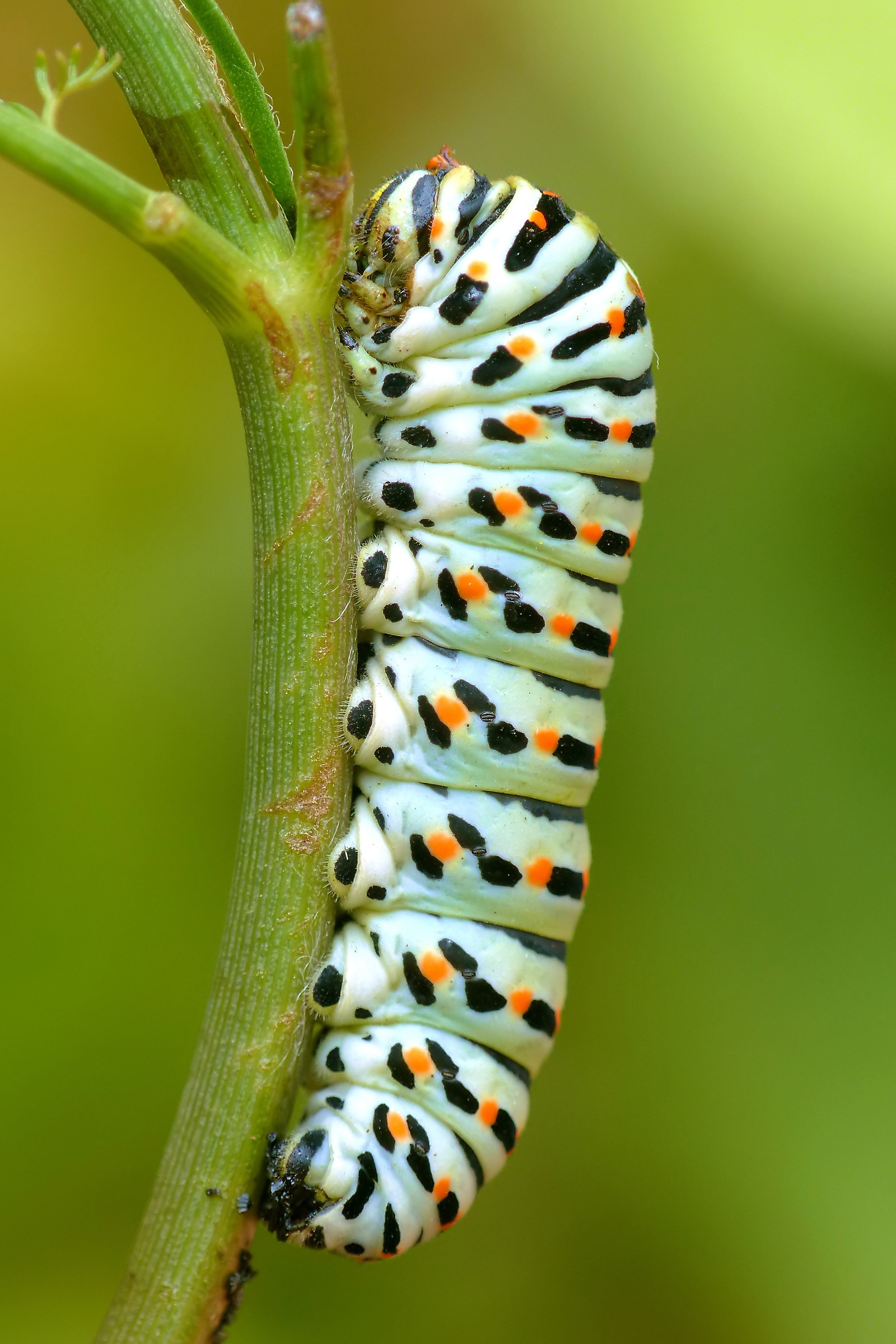 Bruco di papilio machaon