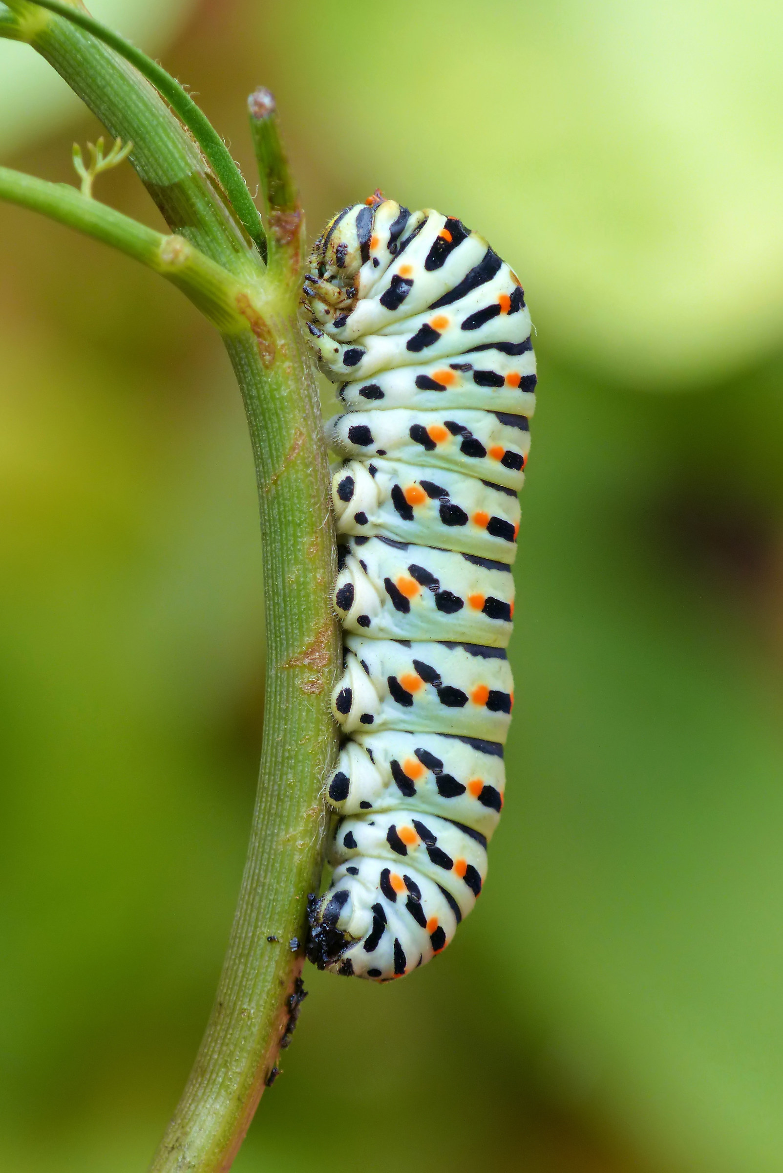 Papilio Machaon's Caterpillar