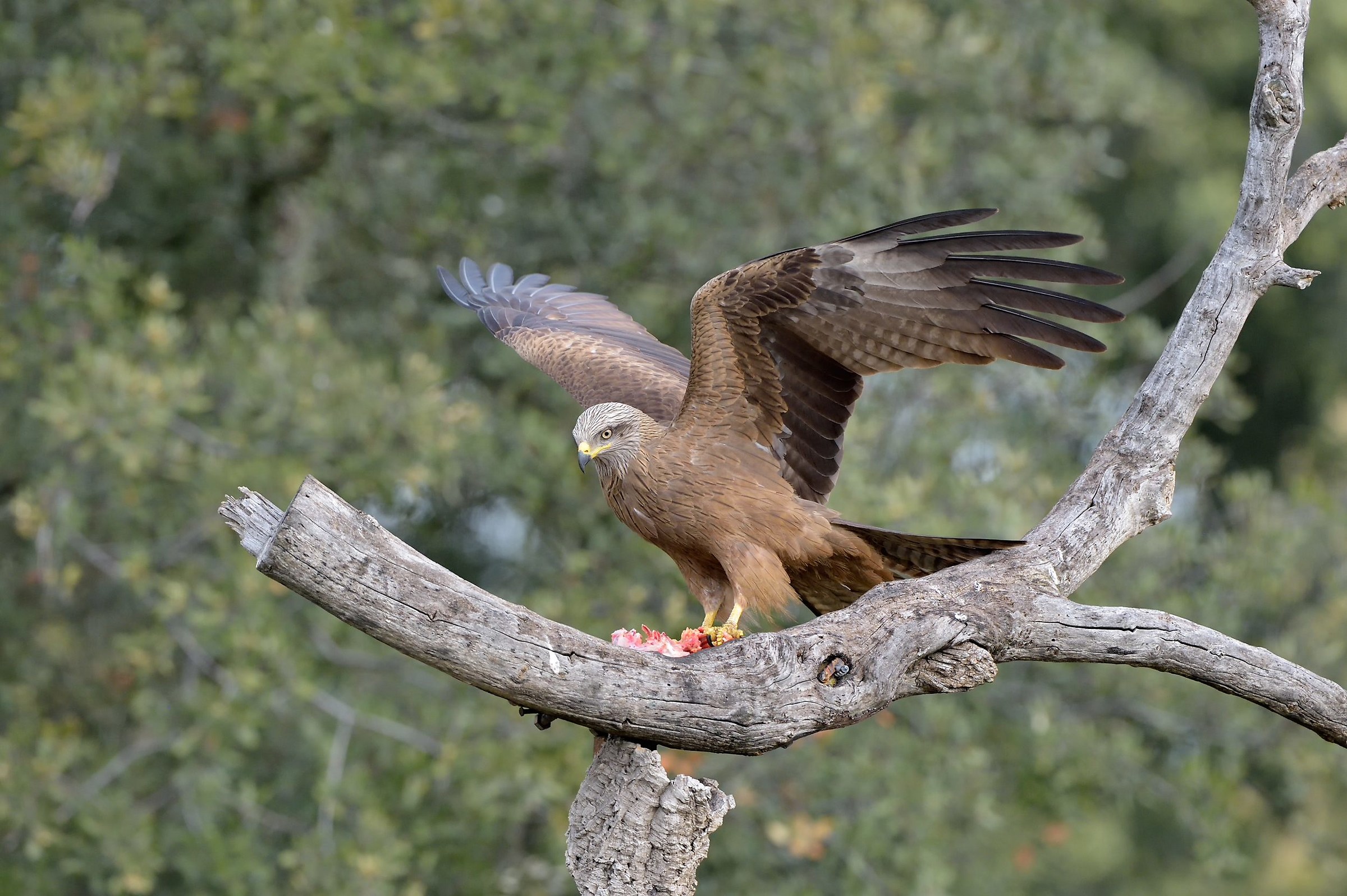 Brown Kite on Roost