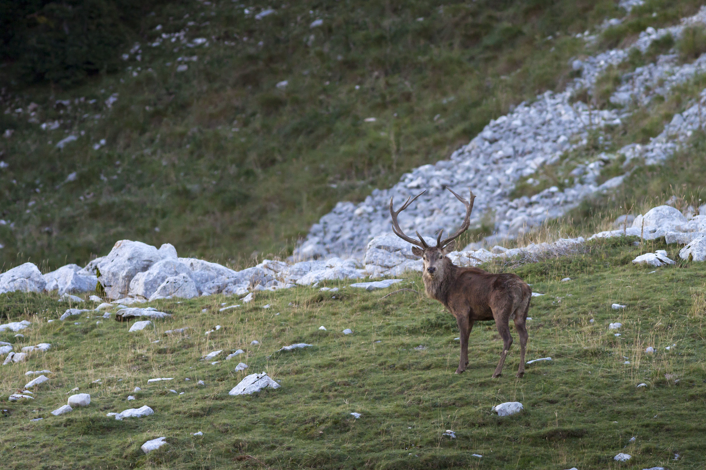 An apparition fugace_2