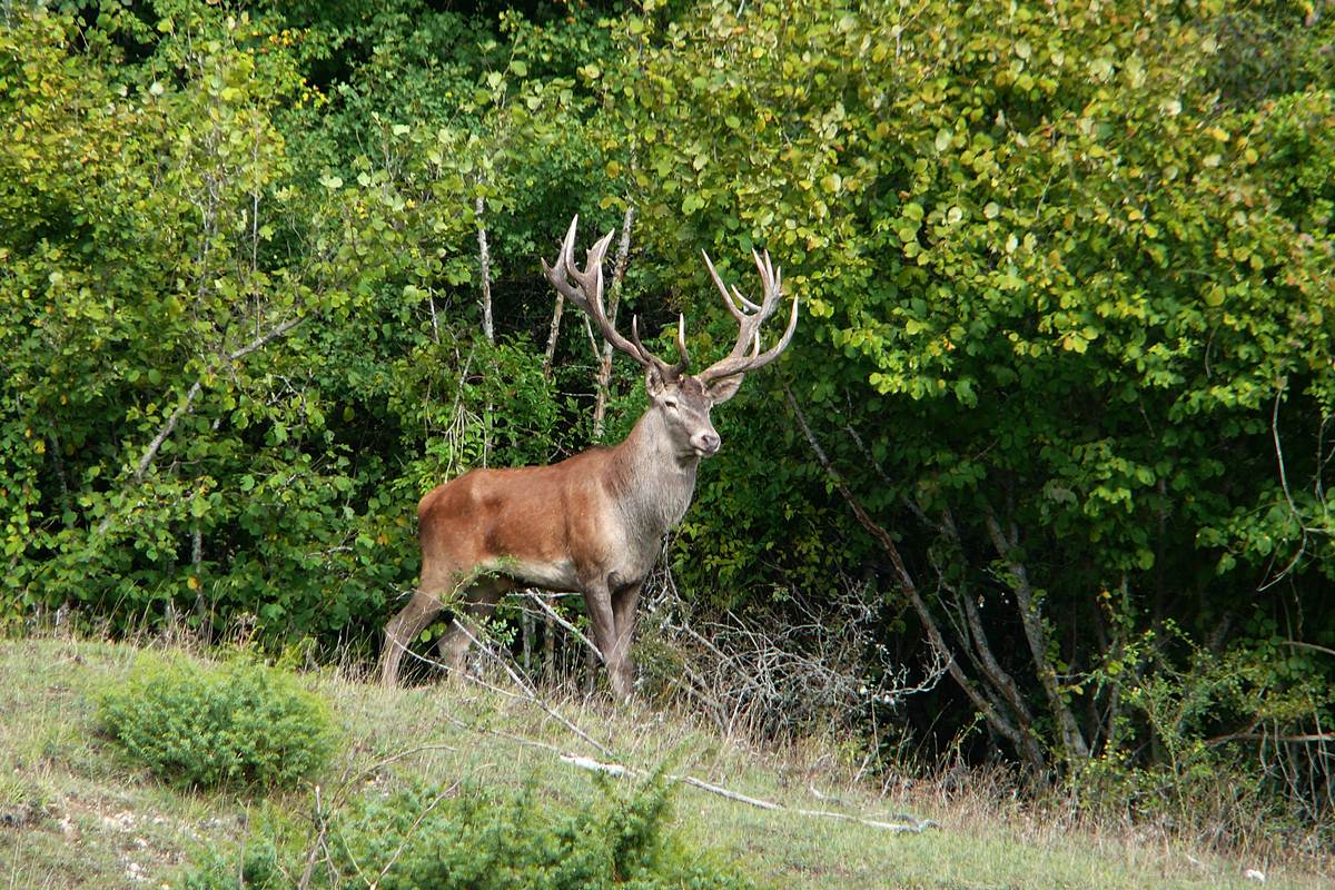 Rosso su sfondo verde