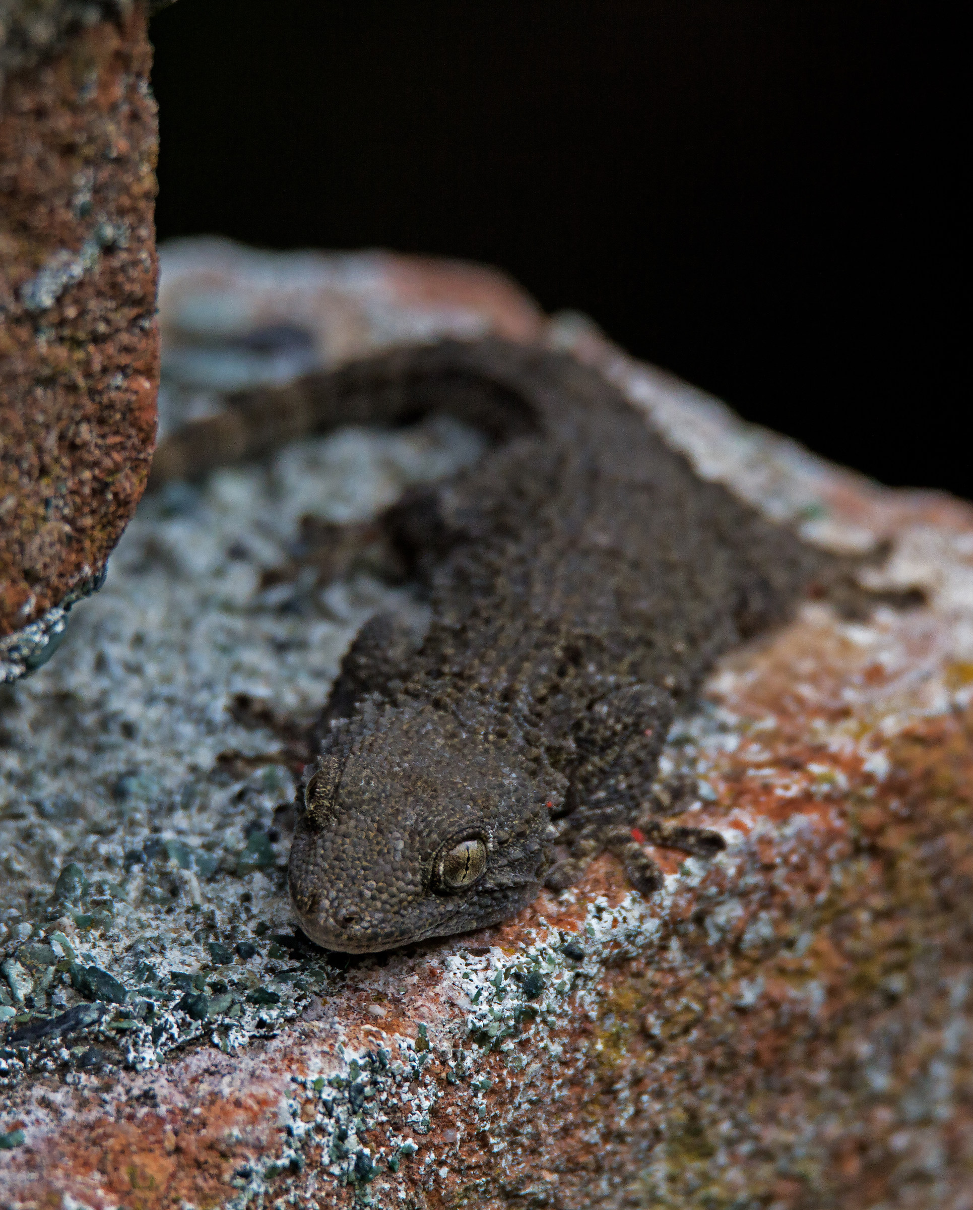 Let's get termoregiamoci!