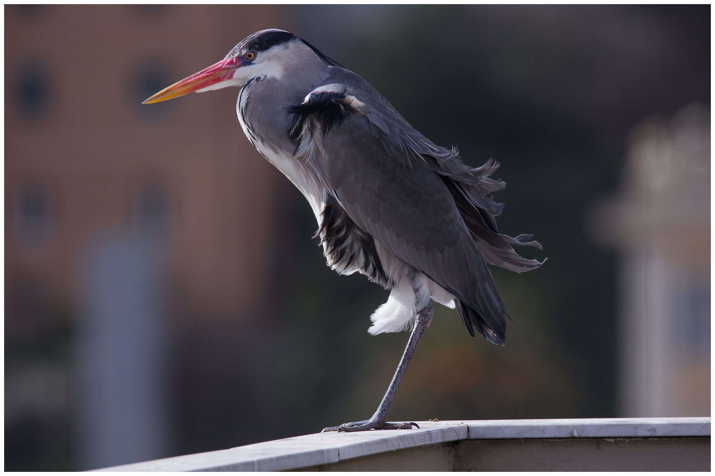 On the roof of the house