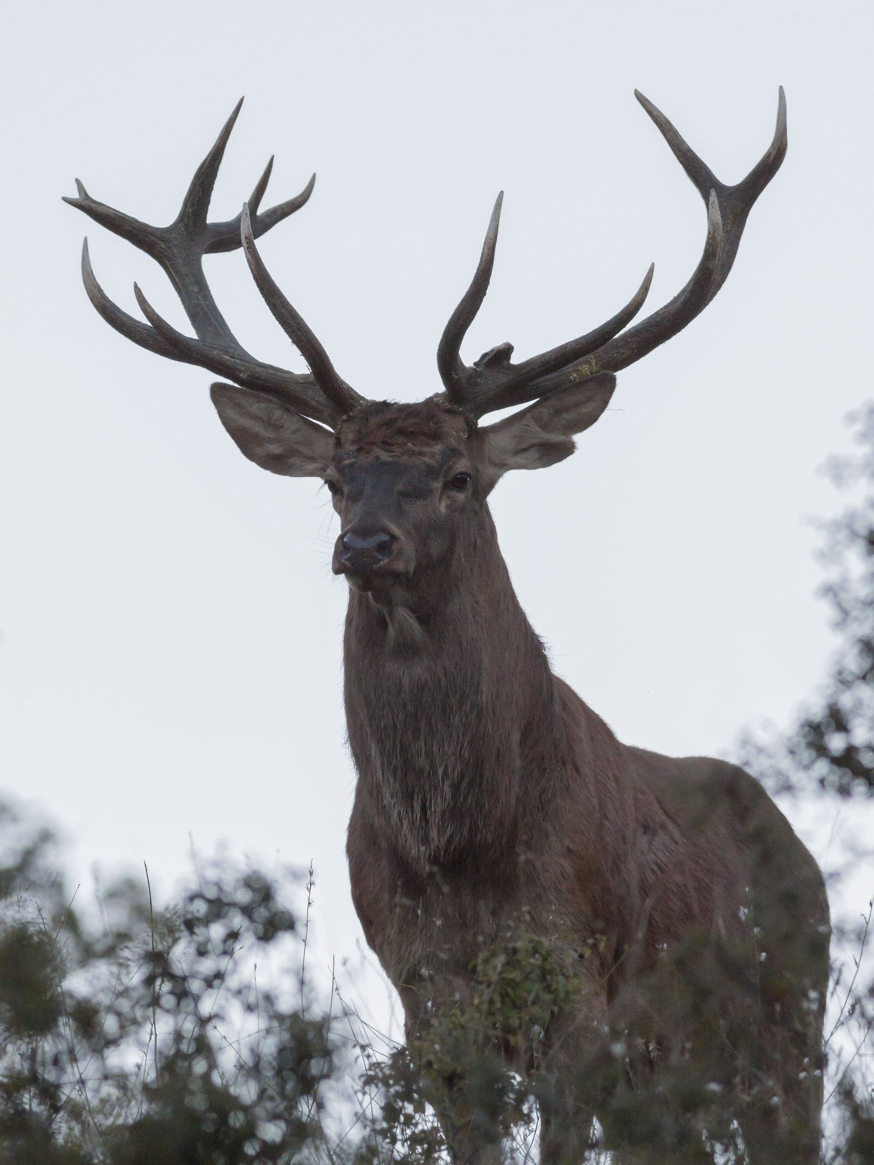 Unexpected meeting 1