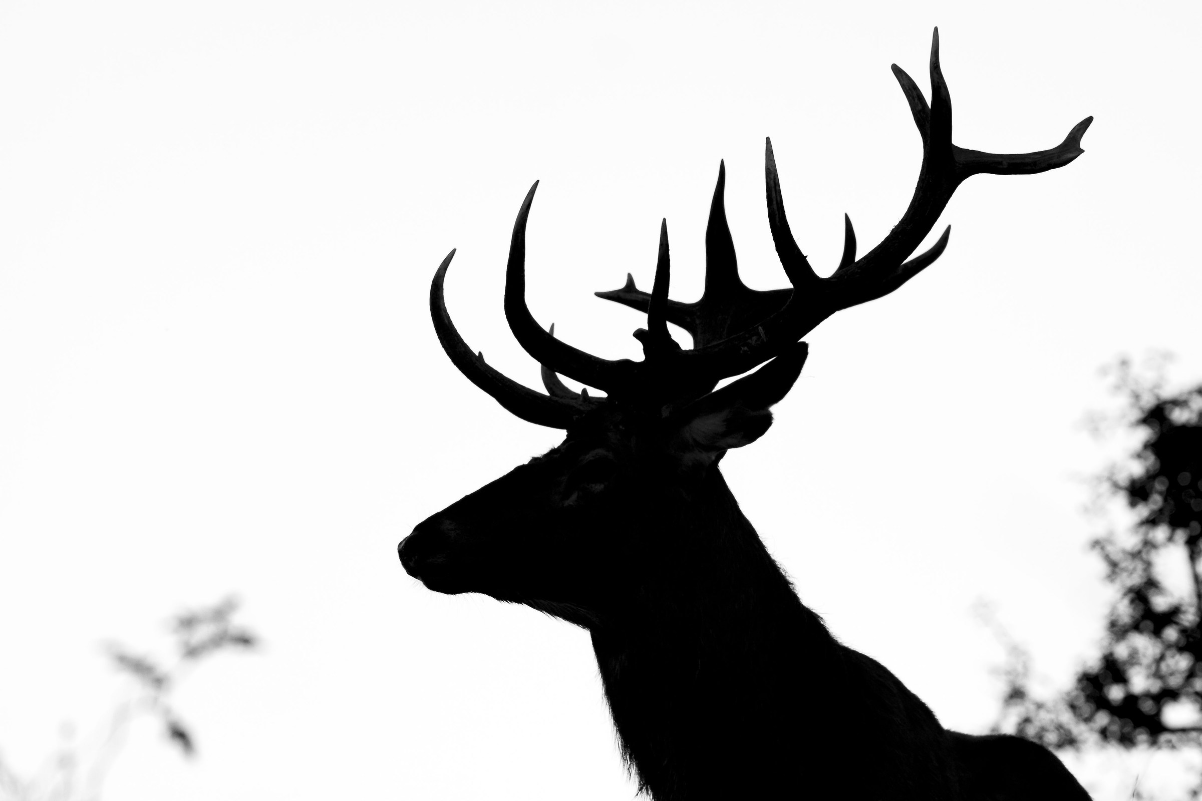 Deer in Silhouette