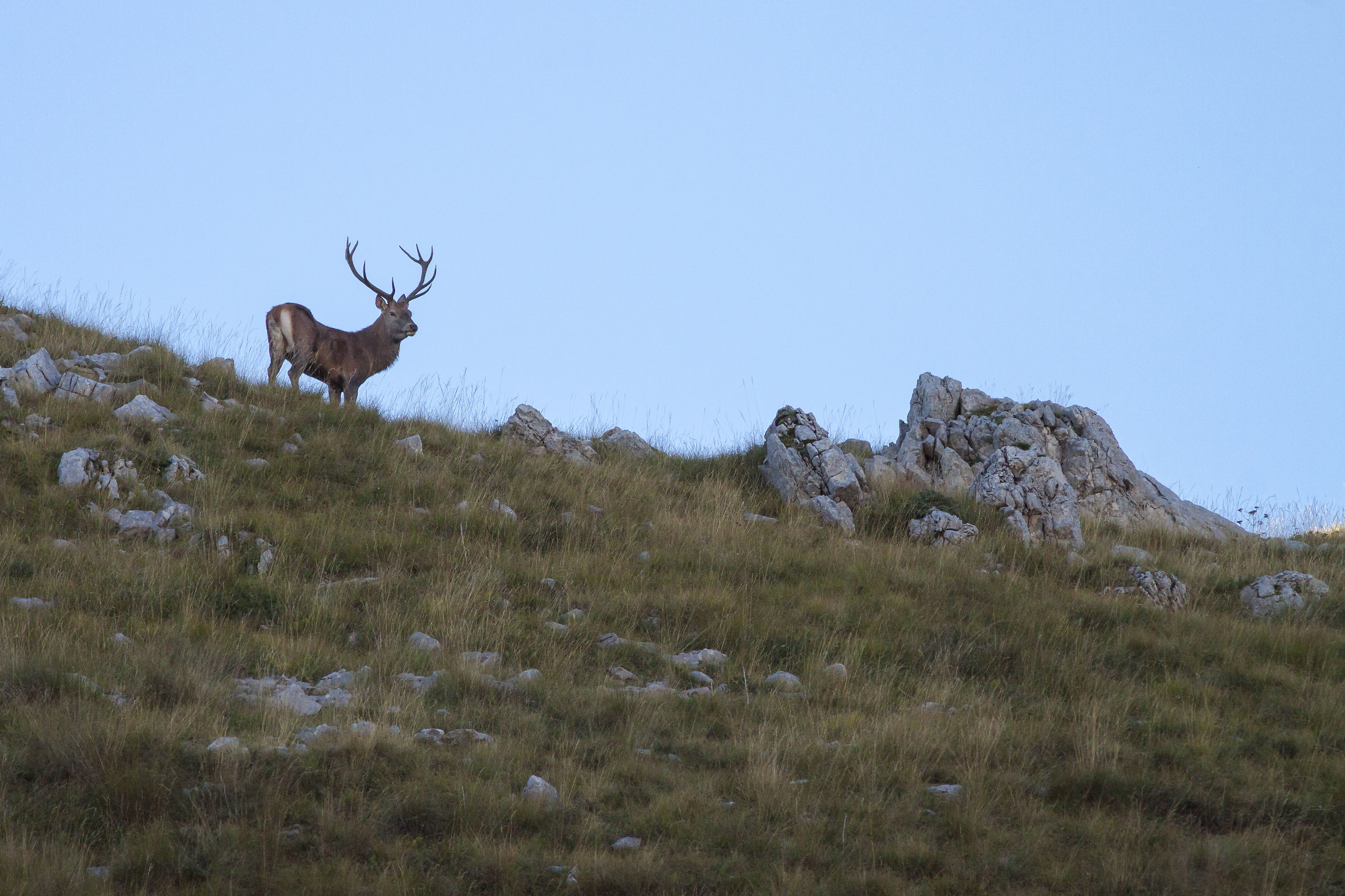 Deer on the Ridge