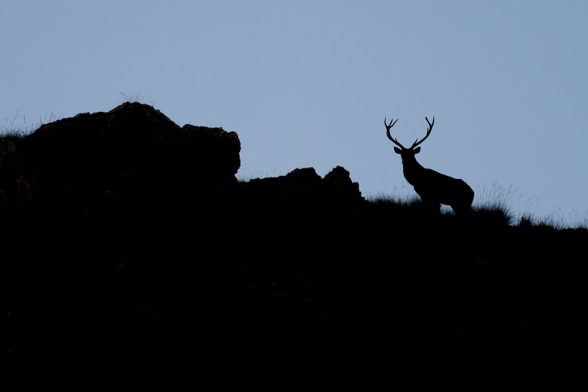 Deer in Silhouette (2)