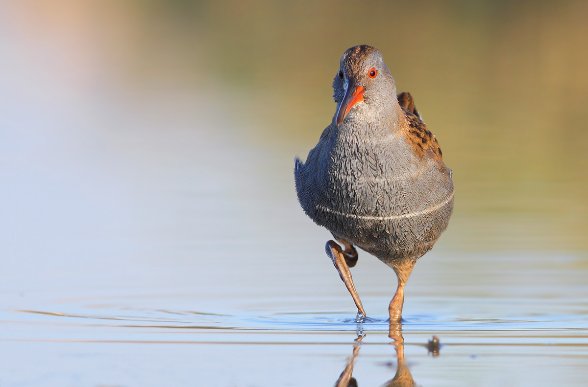Water Rail