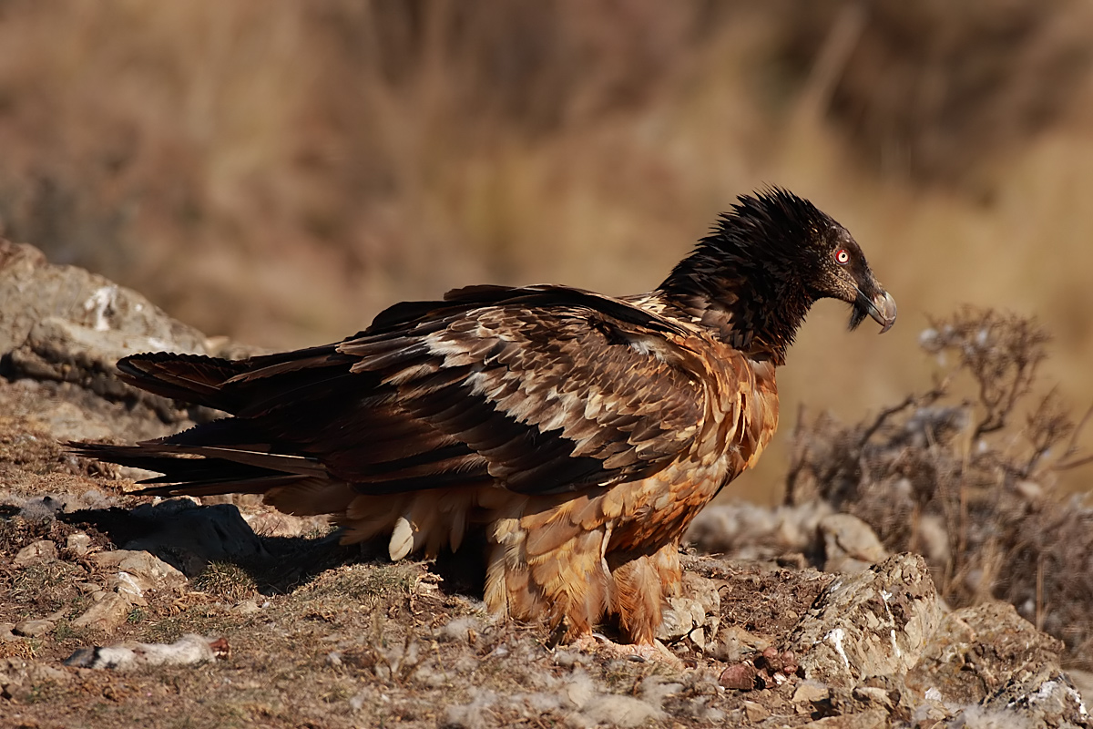 Bearded Vulture