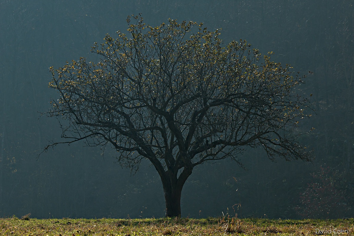 Albero con alone solare