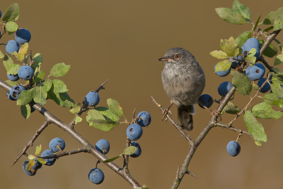 una buona scorta.magnanina sarda