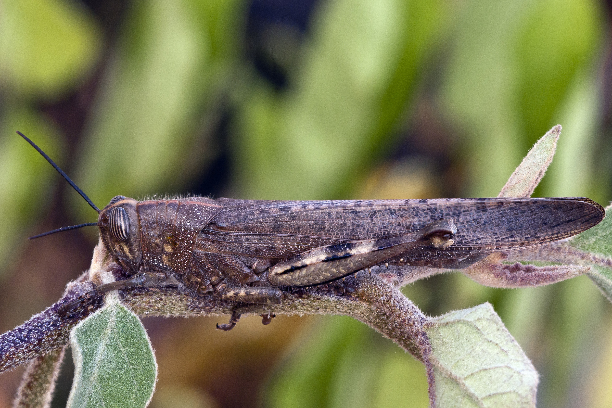 Migratory locust