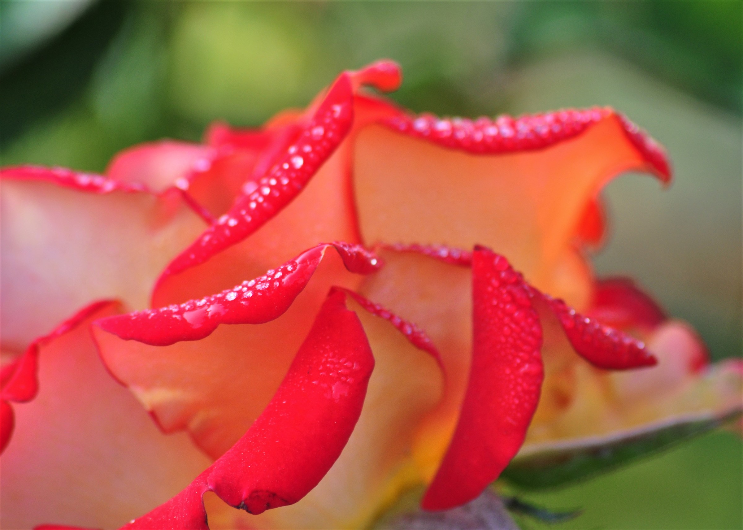 castello di Masino 2 gg per l'autunno ricami di rugiada