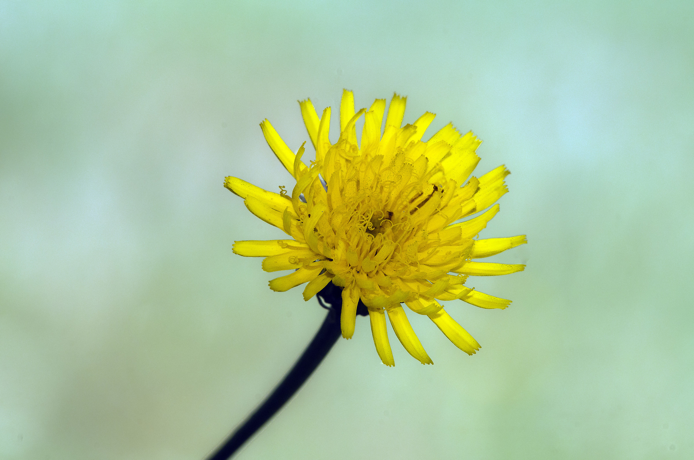 Taràssaco Common (Taraxacum officinale)