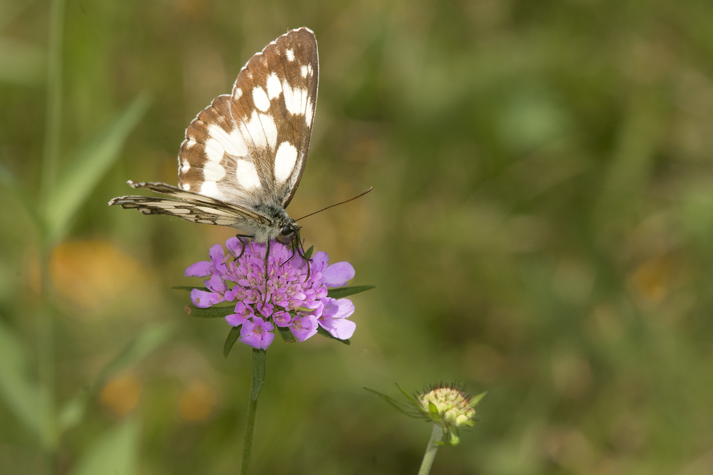 Melanargia Galathea