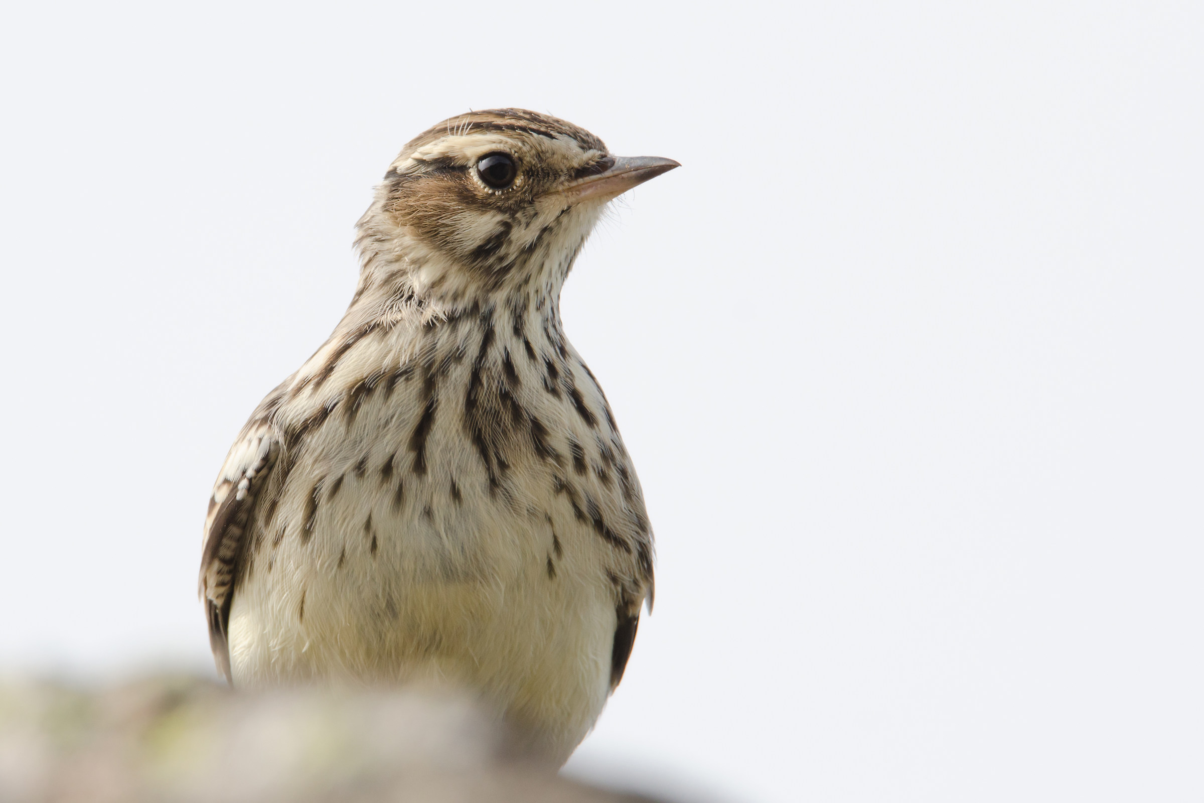 Woodlark