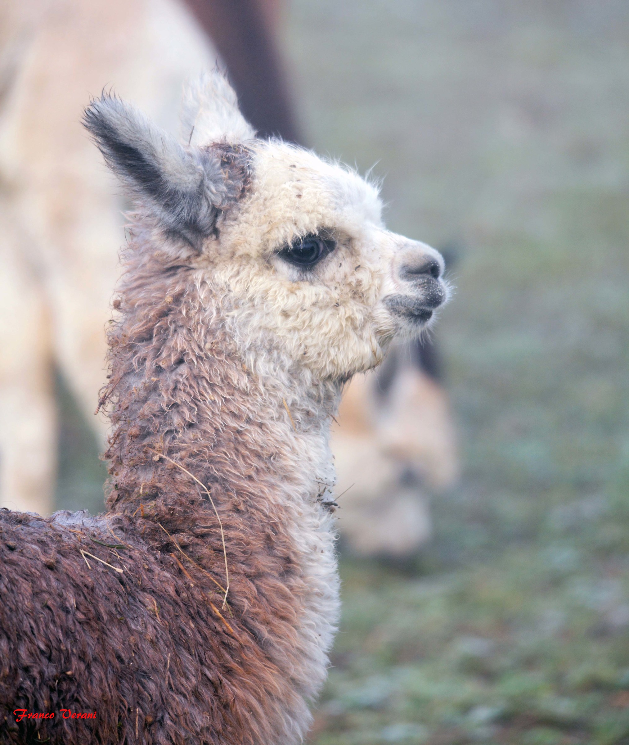 Rearing Alpaca