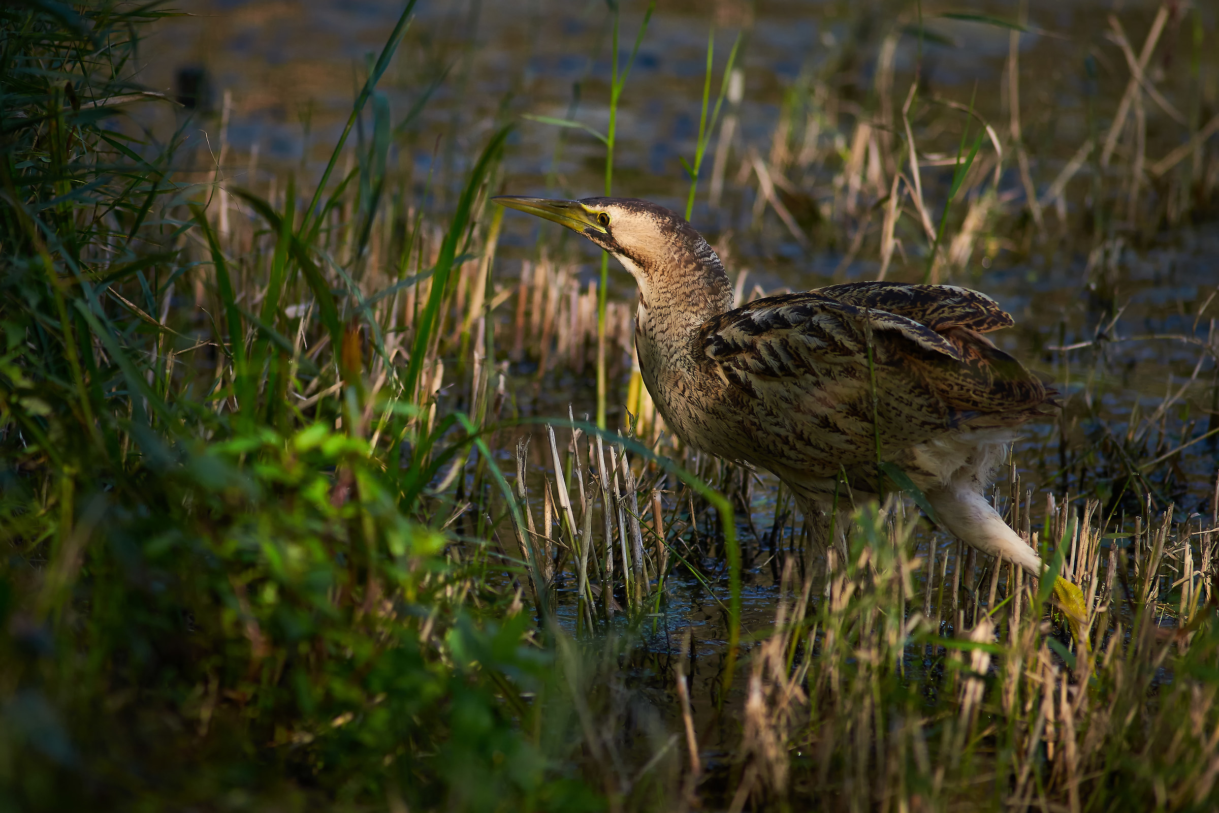 Bittern Madonnina