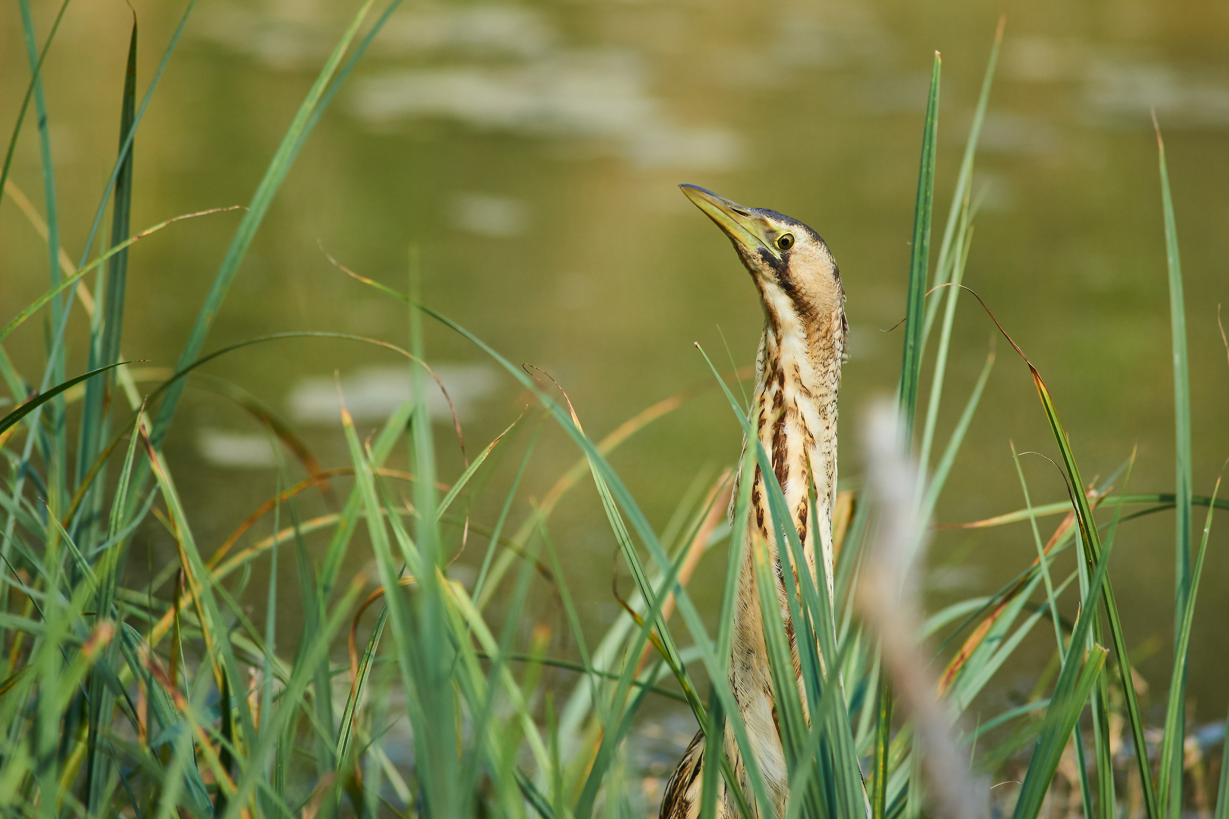 Bittern