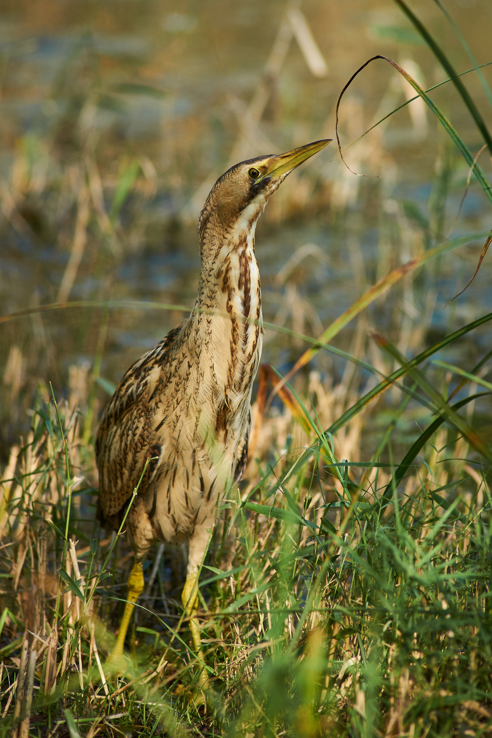 Bittern