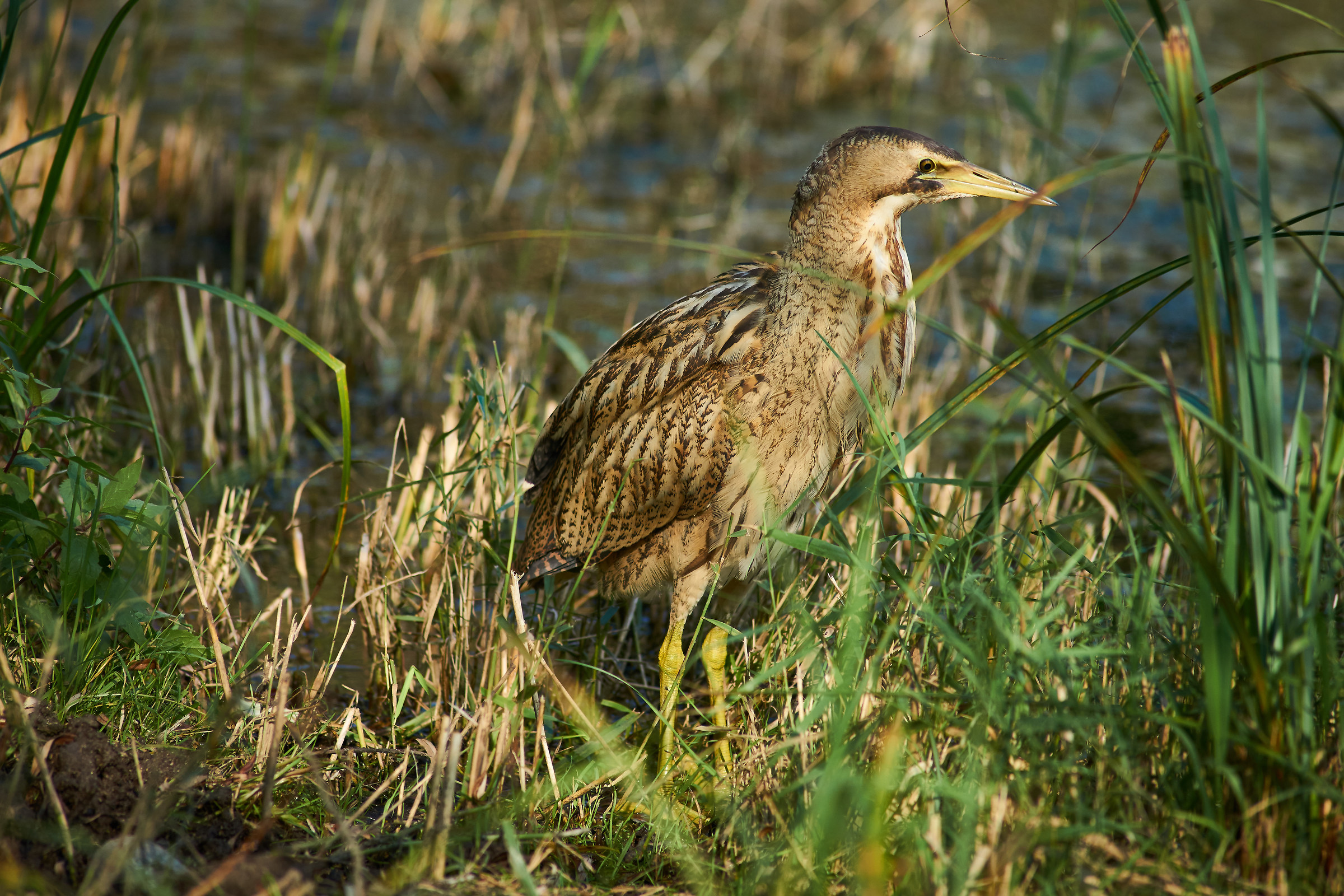Bittern