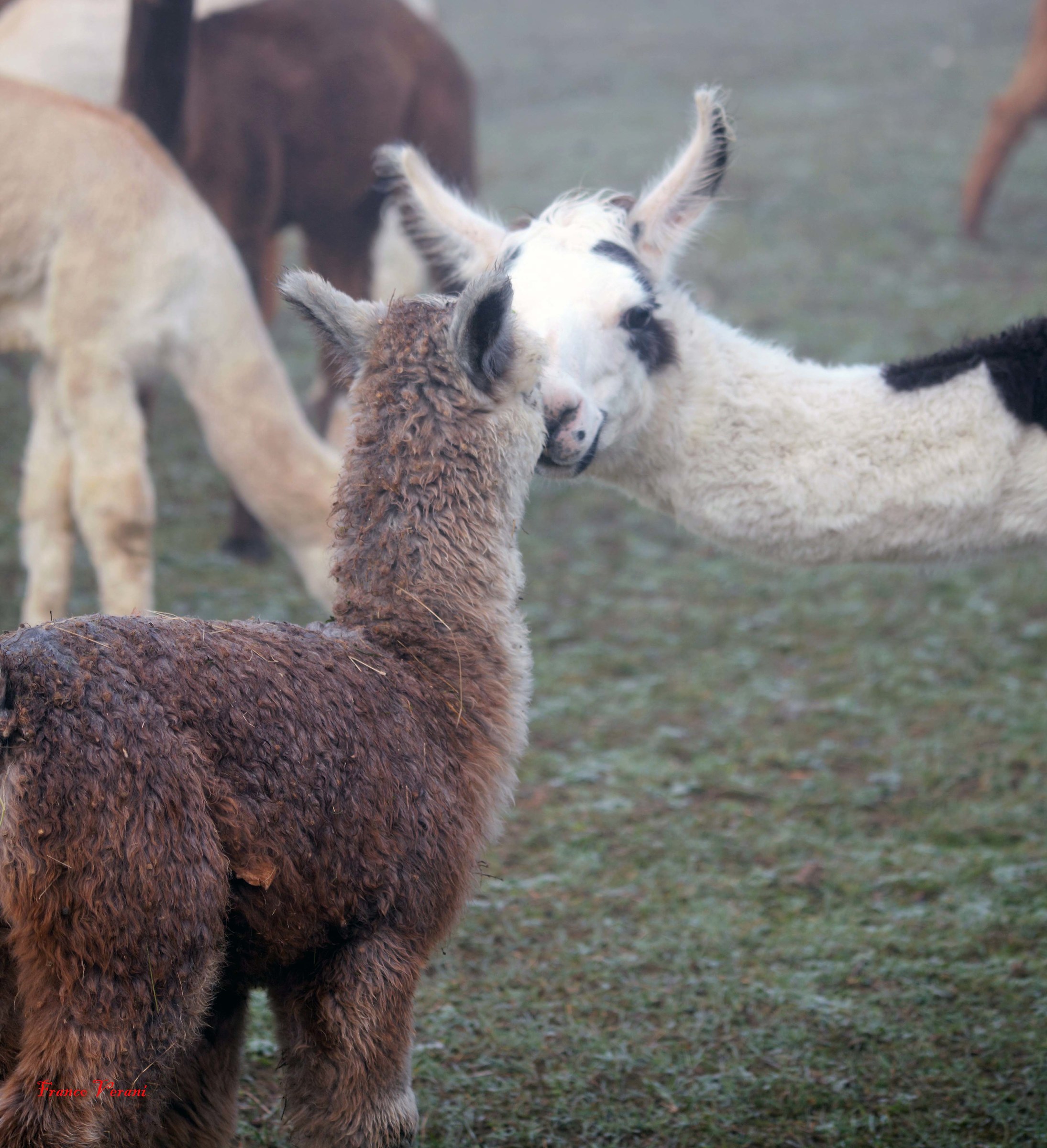 Rearing Alpaca