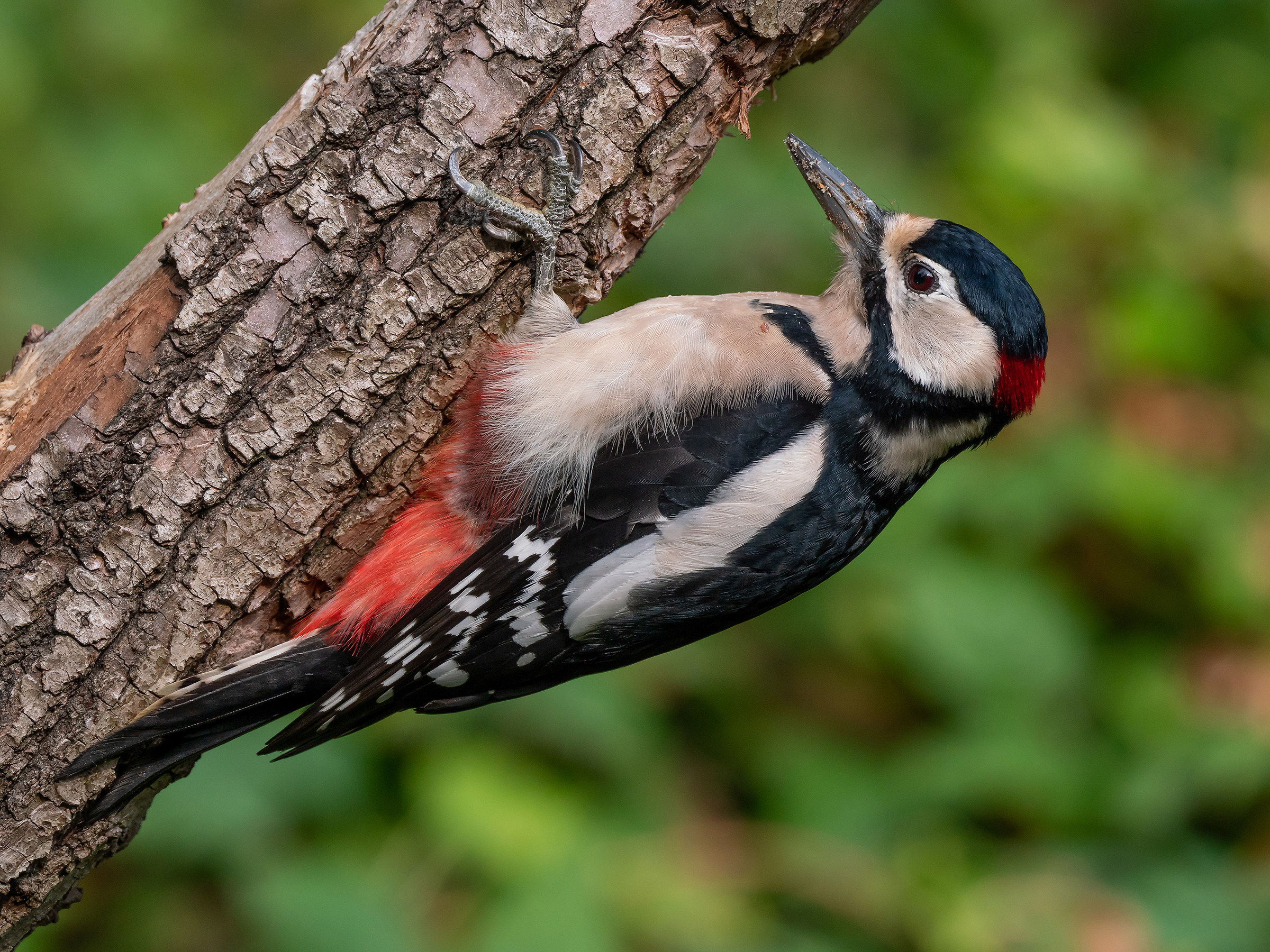 Big Red woodpeckers (male)