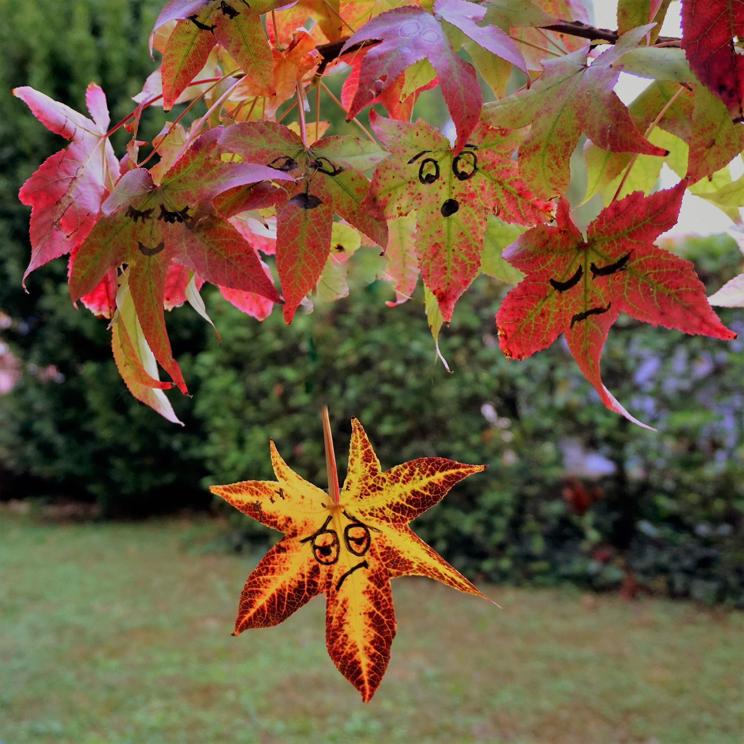 Autunno: cadono le foglie