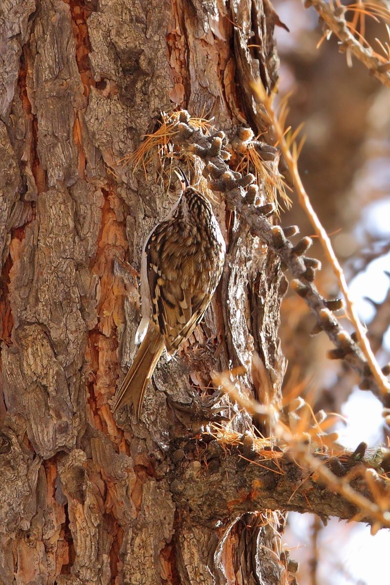 Mimetismo del rampichino alpestre
