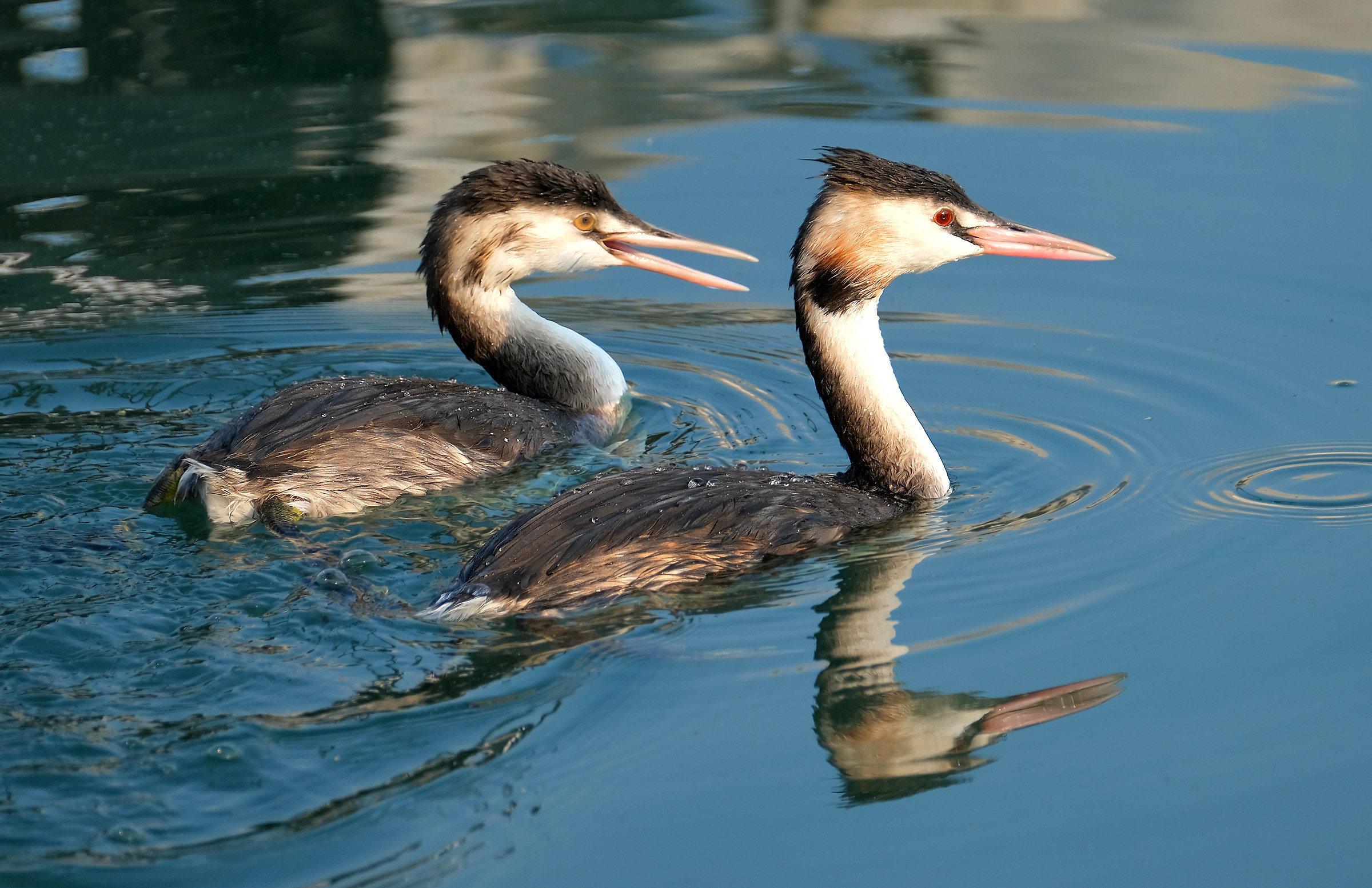 Grebes