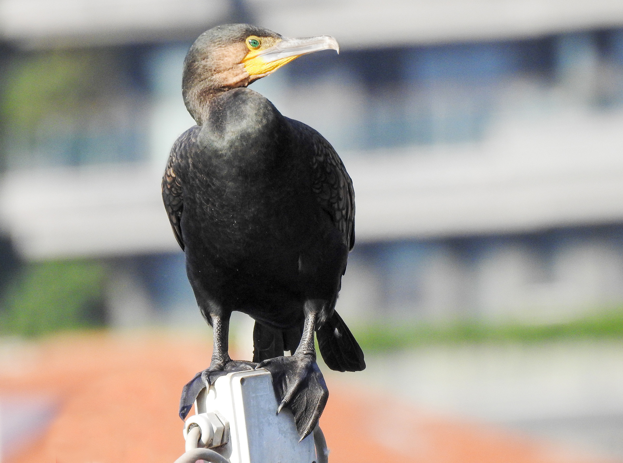 Cormorant