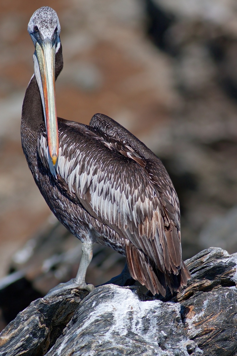 Pelecanus thagus