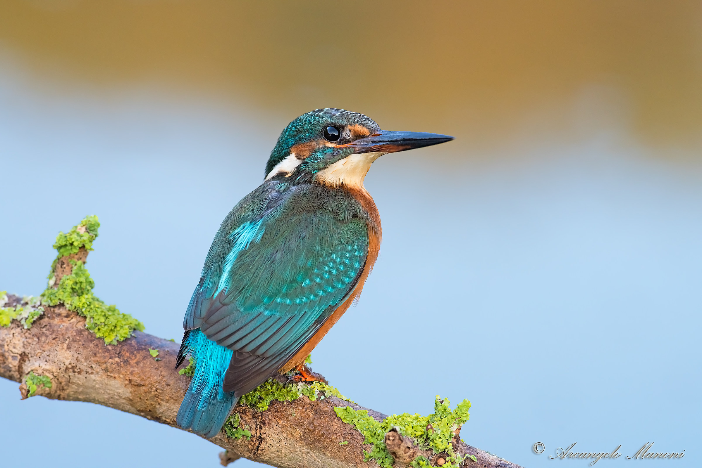 In attesa di tuffarsi