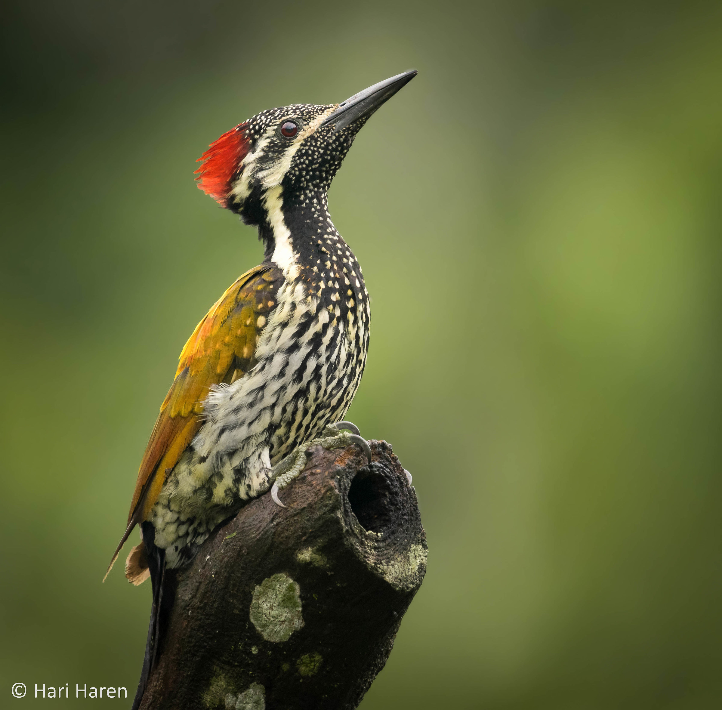 Flame-backed woodpecker