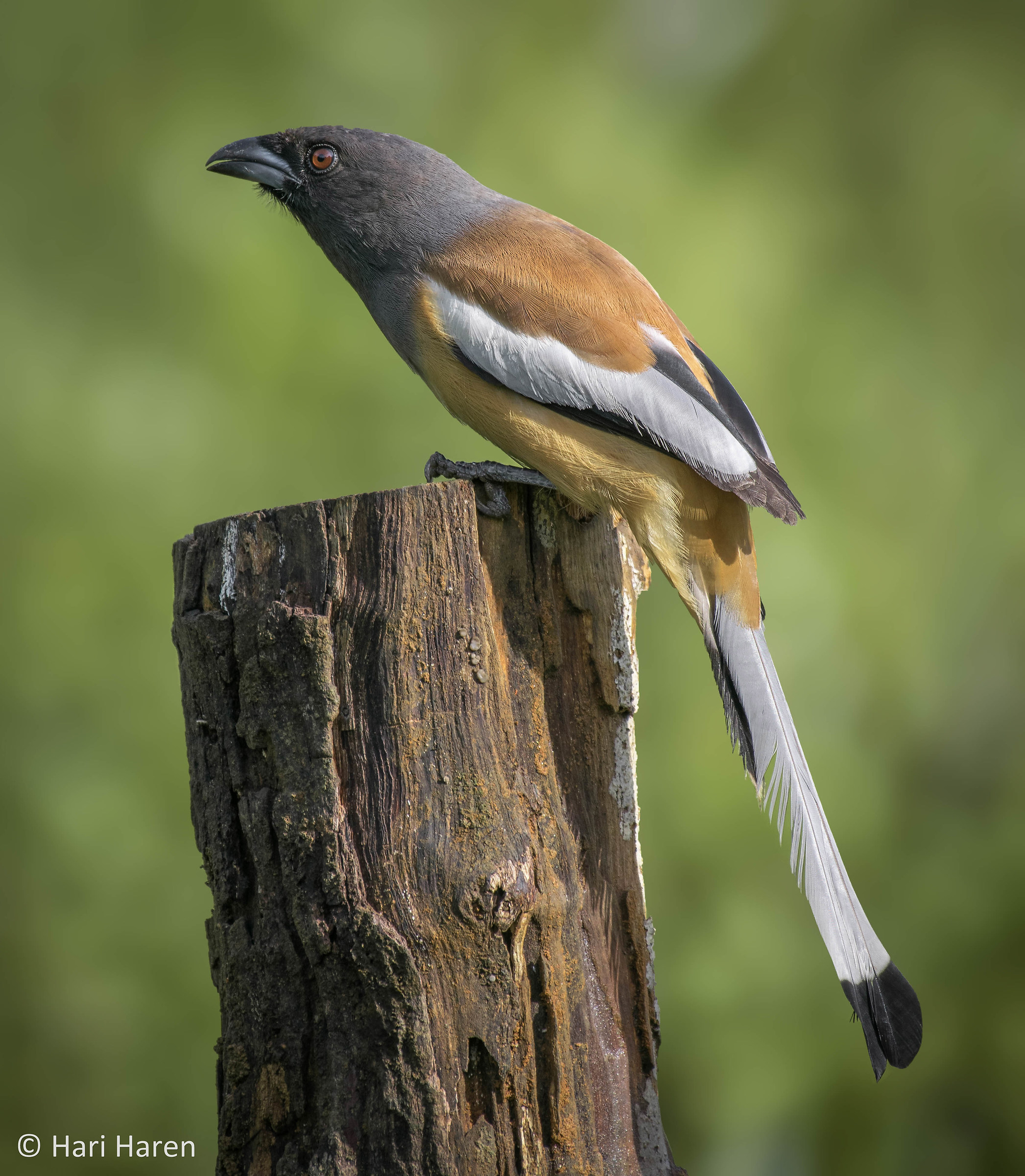 Rufous treepie