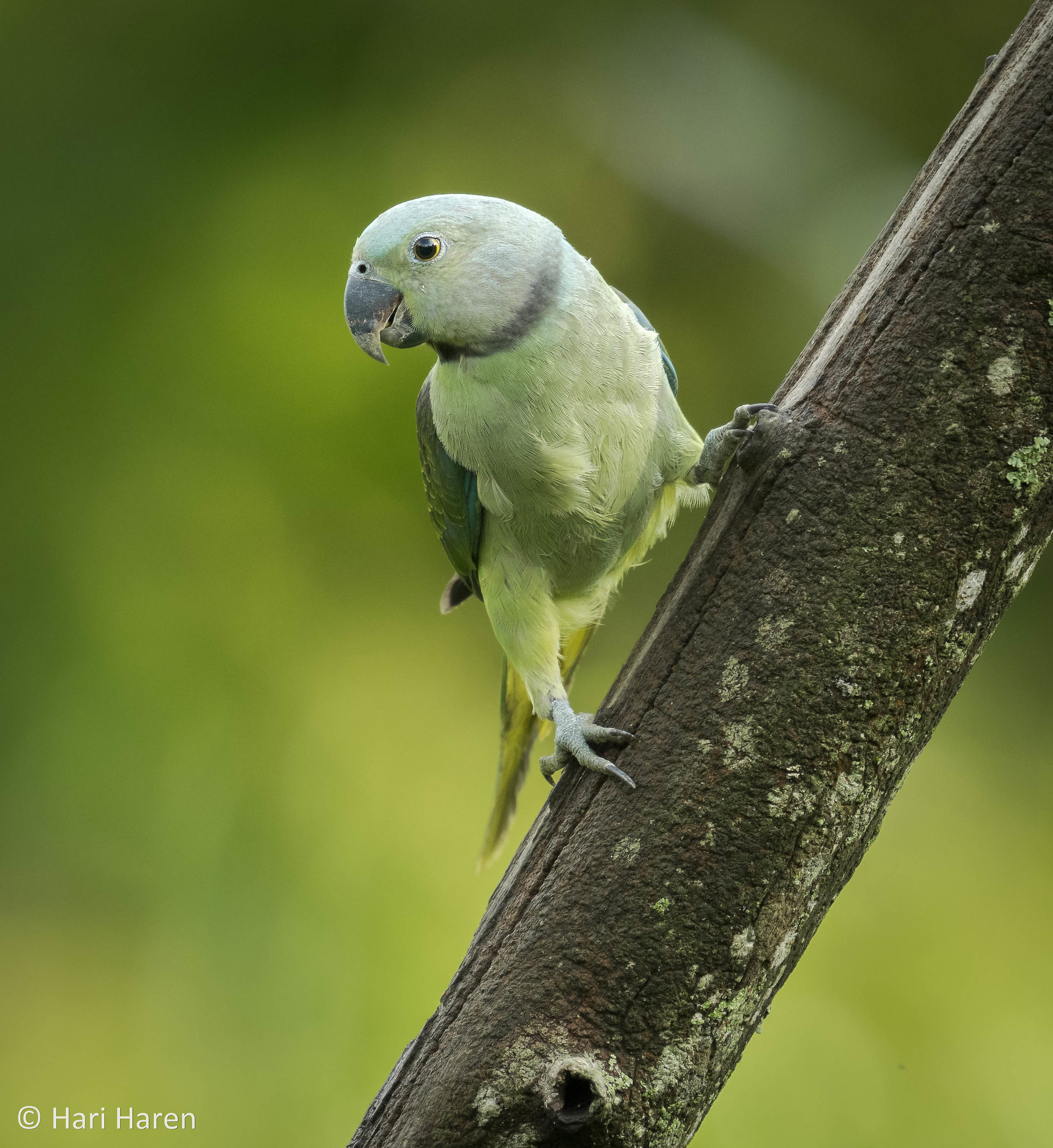 Malabar parakeet female